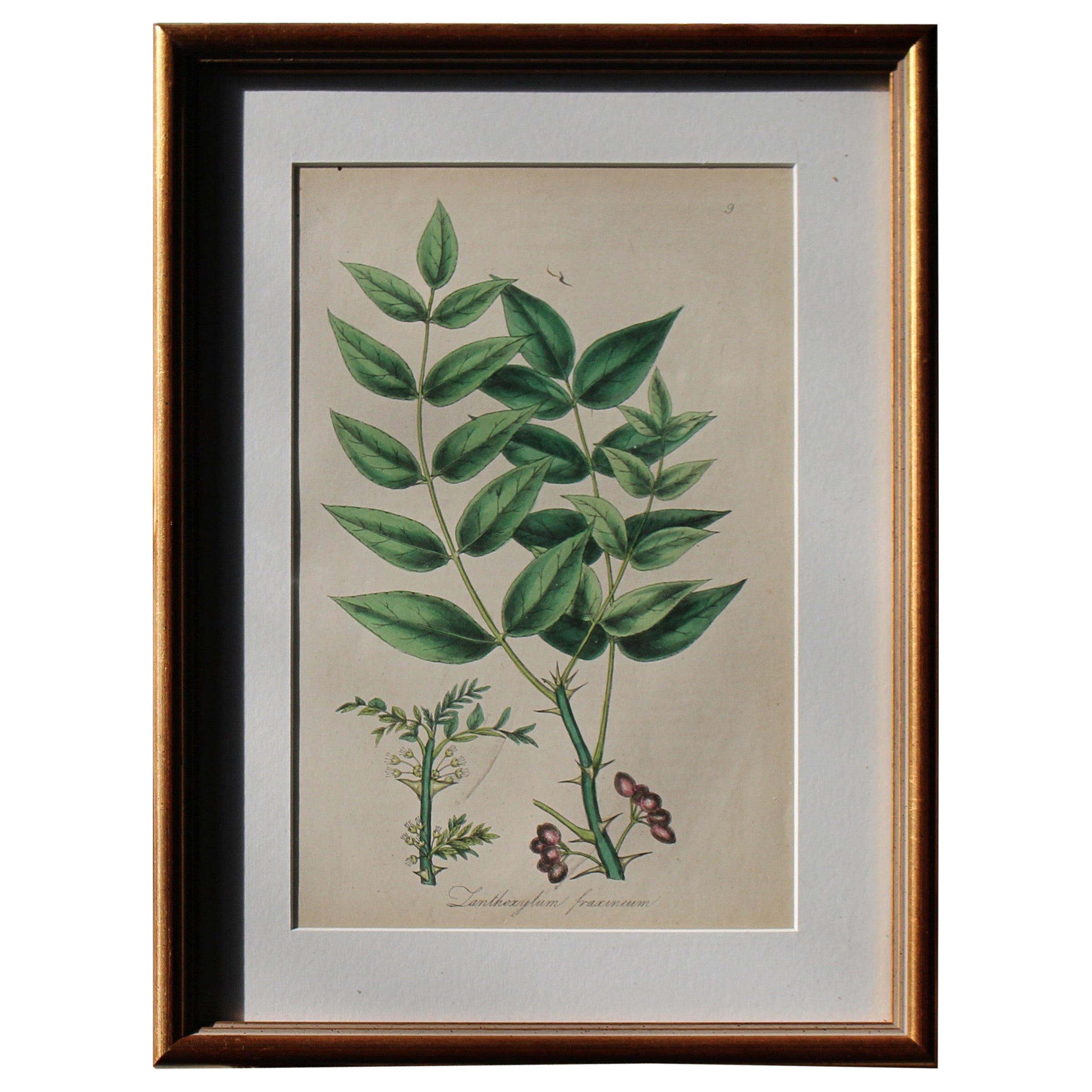 12 assiettes botaniques colorées à la main de la pratique médicale américaine, 1850