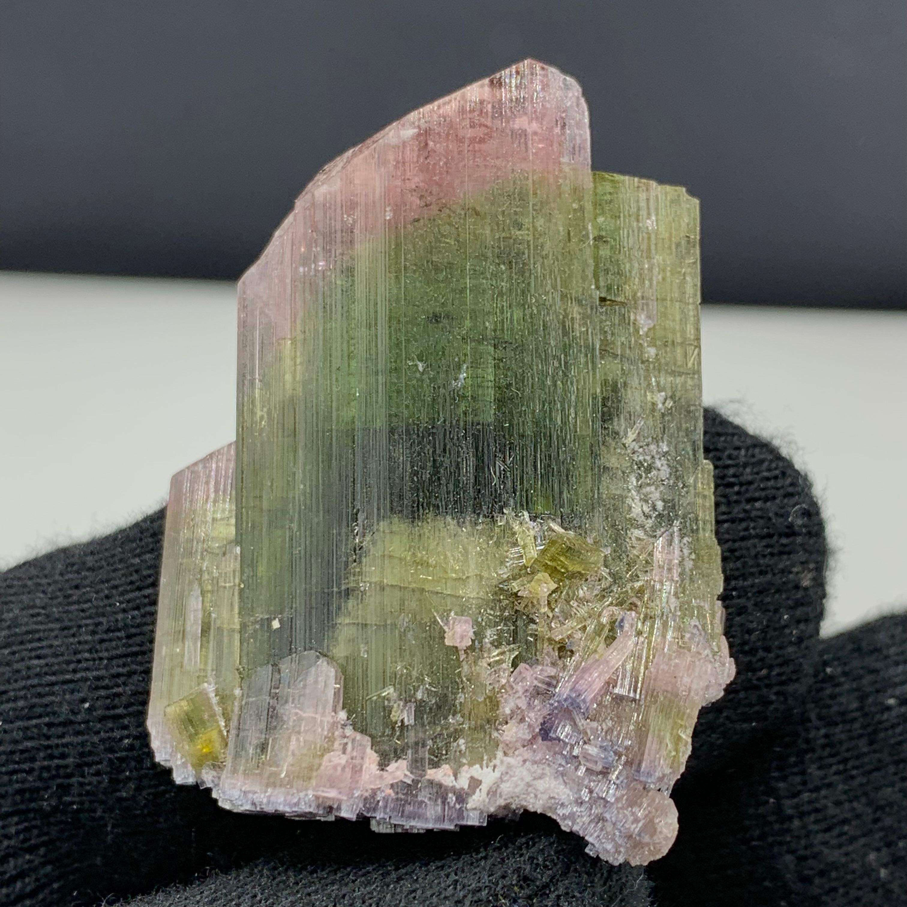 18.50 Gram Pretty Bi Color Tourmaline Specimen From Paprook, Afghanistan 

Weight: 18.50 Gram 
Dimension: 4.5 x 3.3 x 1 Cm
Origin: Paprook,  Afghanistan

Tourmaline is a crystalline silicate mineral group in which boron is compounded with elements