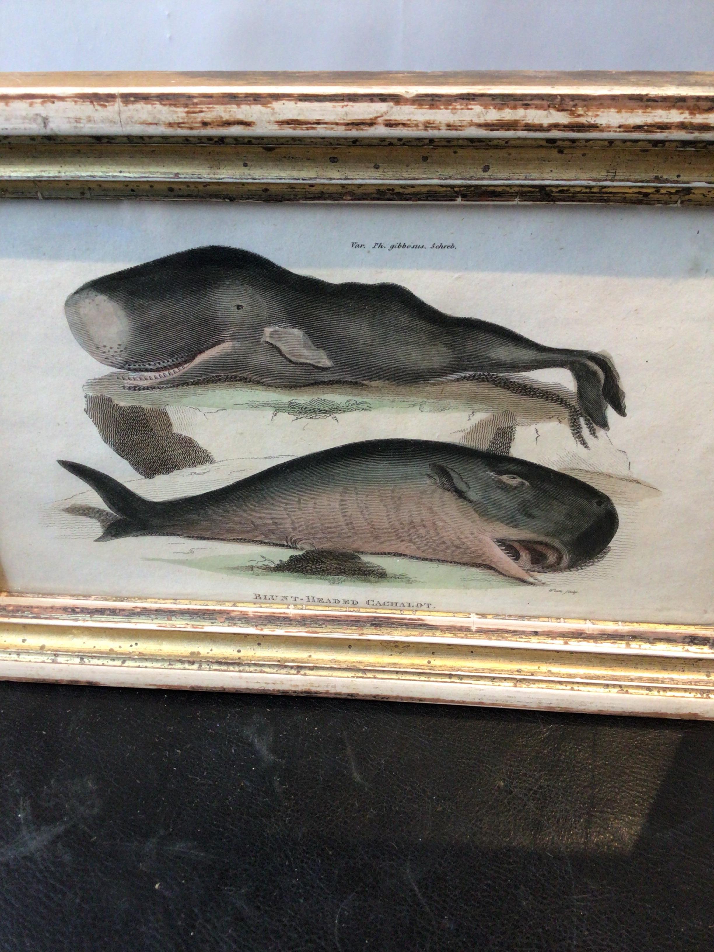 1850s Print of the blunt headed Cachalot whale. Wood frame, gilt is missing.