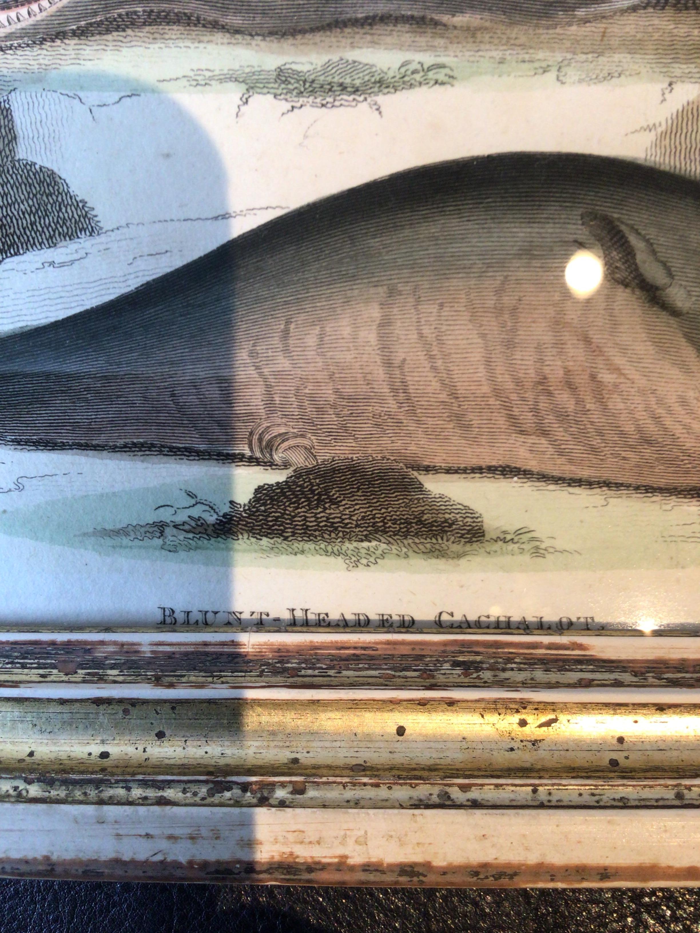 American Classical 1850s Whale Print