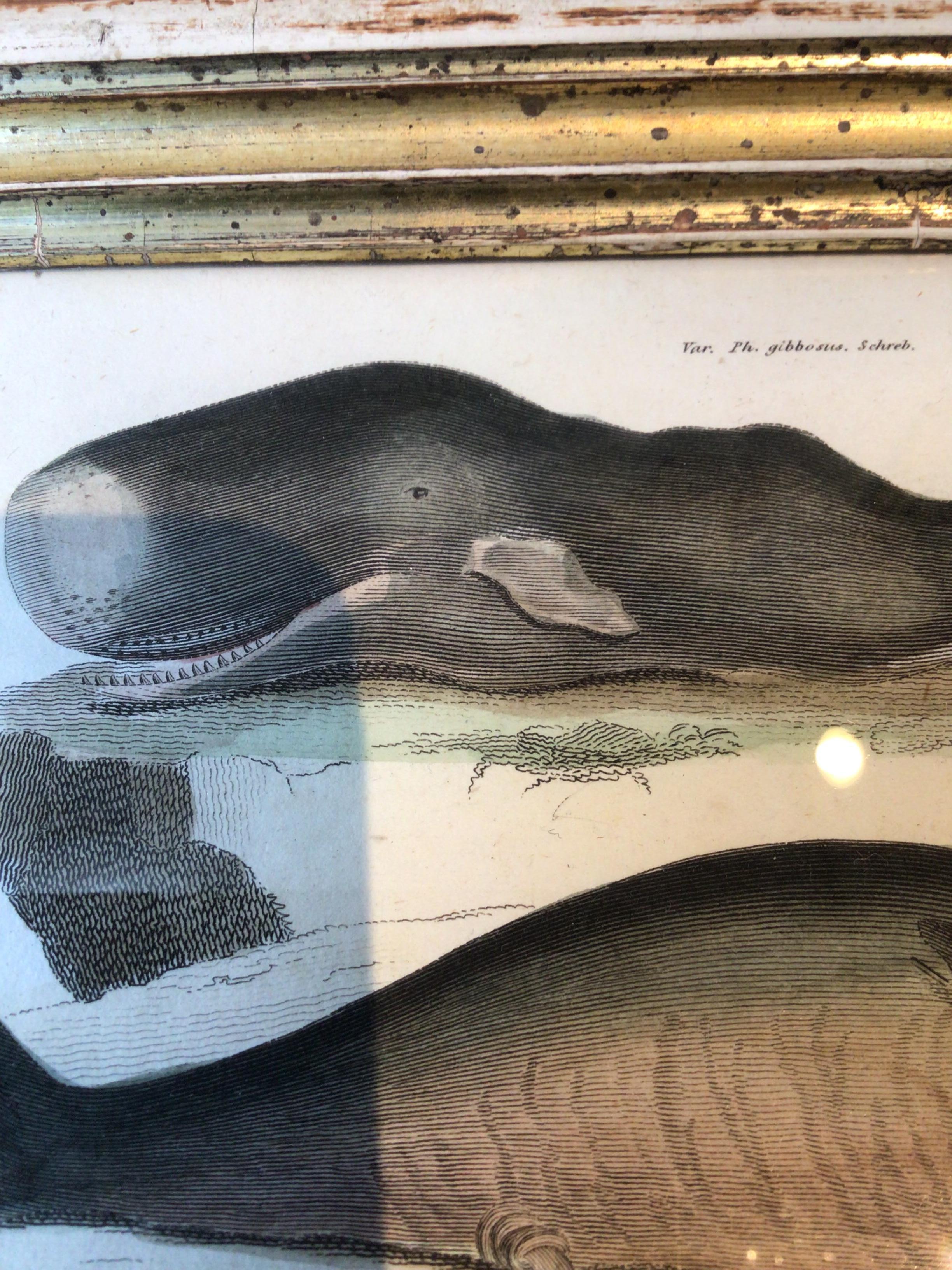 1850s Whale Print In Good Condition In Tarrytown, NY