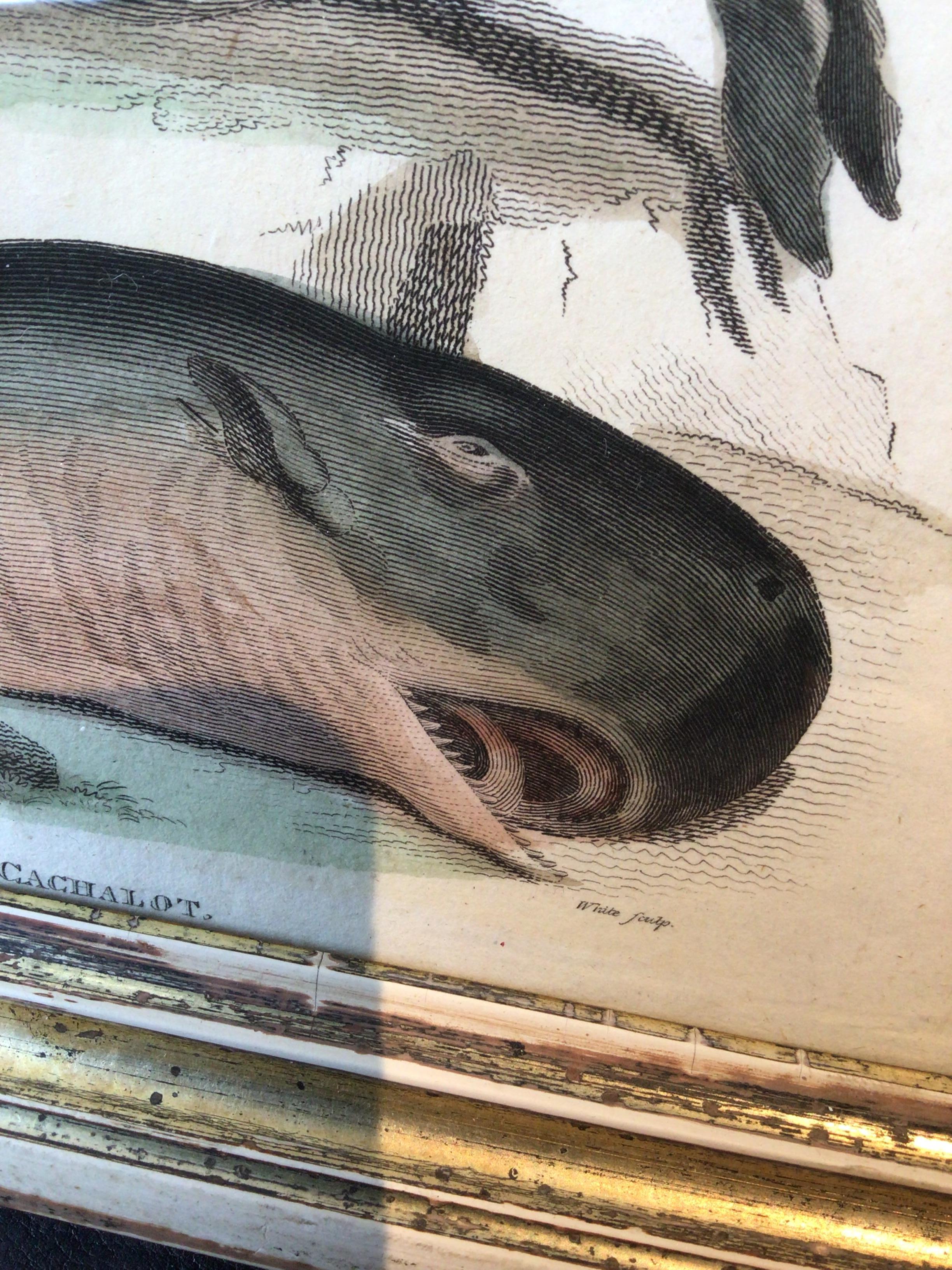 Mid-19th Century 1850s Whale Print