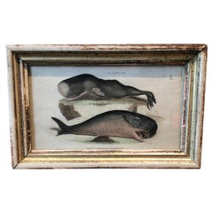 1850s Whale Print