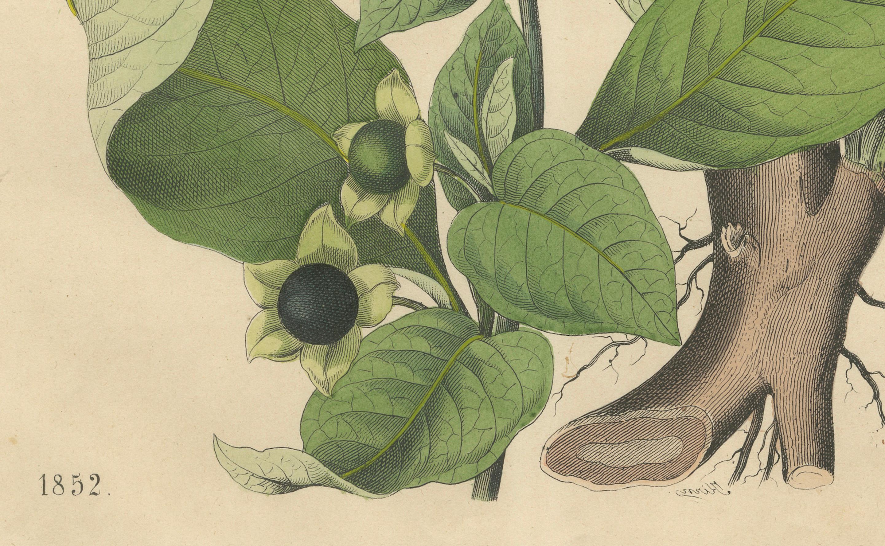 Titre : Lithographie botanique de 1852 de l'Atropa Belladonna (morelle mortelle)  

Description : Cette lithographie botanique de 1852 finement détaillée présente l'