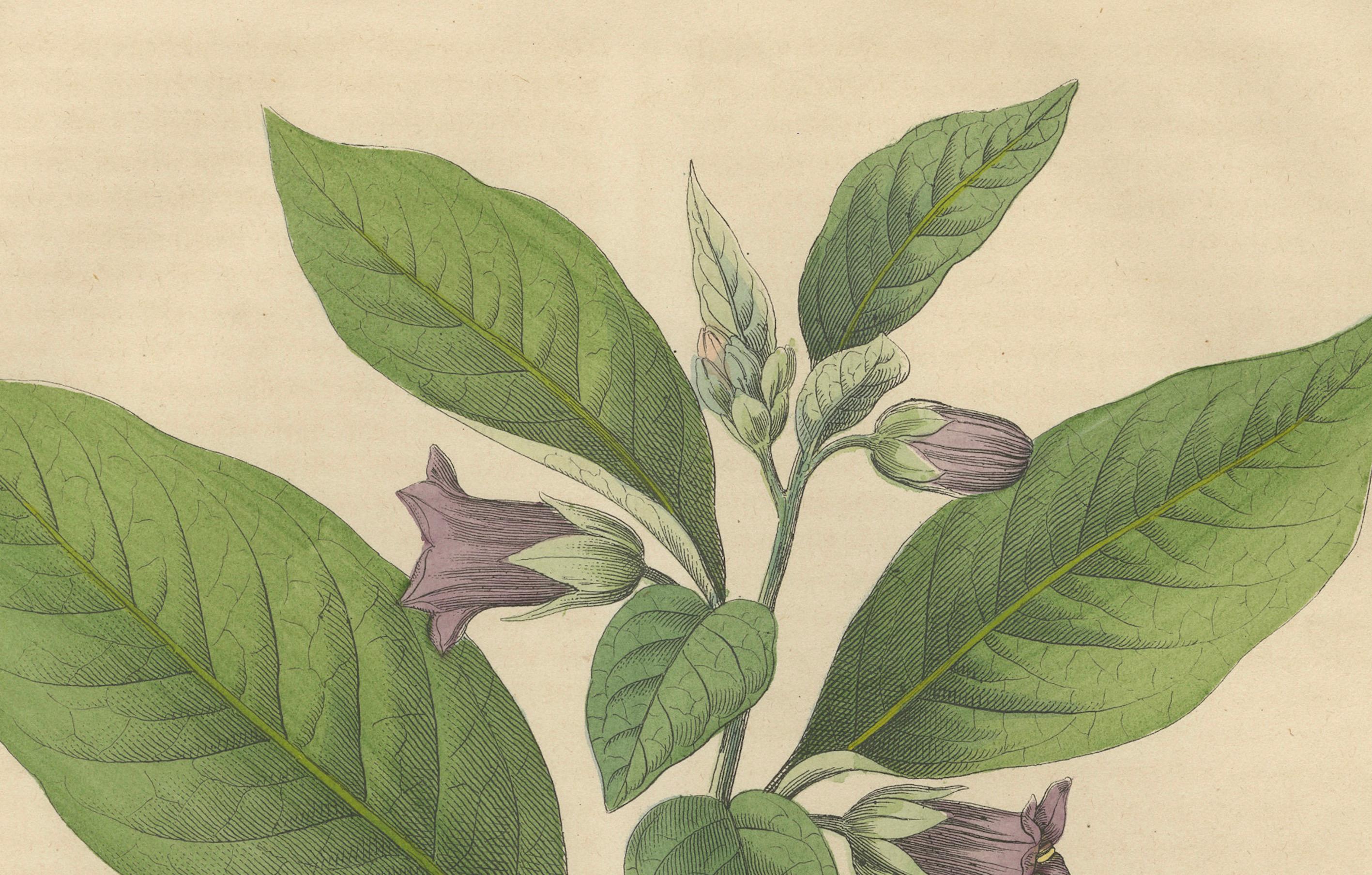 Lithographie botanique d'Atropa Belladonna (Deadly Nightshade) de 1852 Bon état - En vente à Langweer, NL
