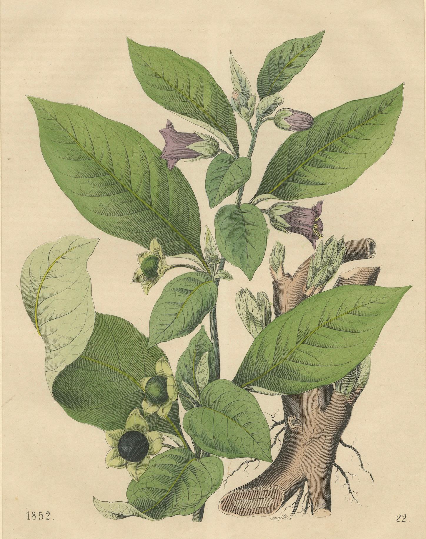 Milieu du XIXe siècle Lithographie botanique d'Atropa Belladonna (Deadly Nightshade) de 1852 en vente