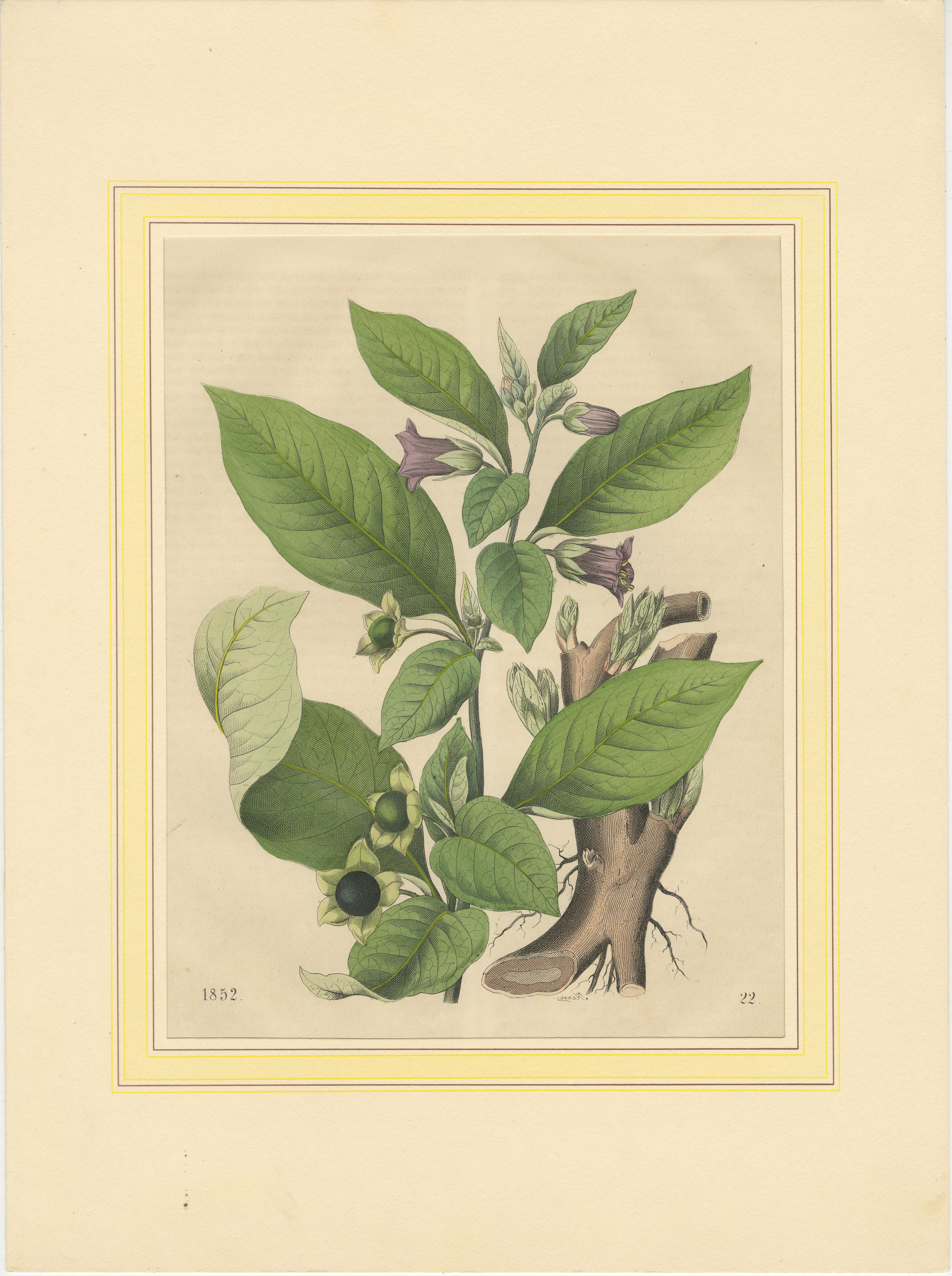Lithographie botanique d'Atropa Belladonna (Deadly Nightshade) de 1852 en vente 4