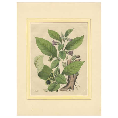 1852 Botanical Lithograph of Atropa Belladonna (Deadly Nightshade)