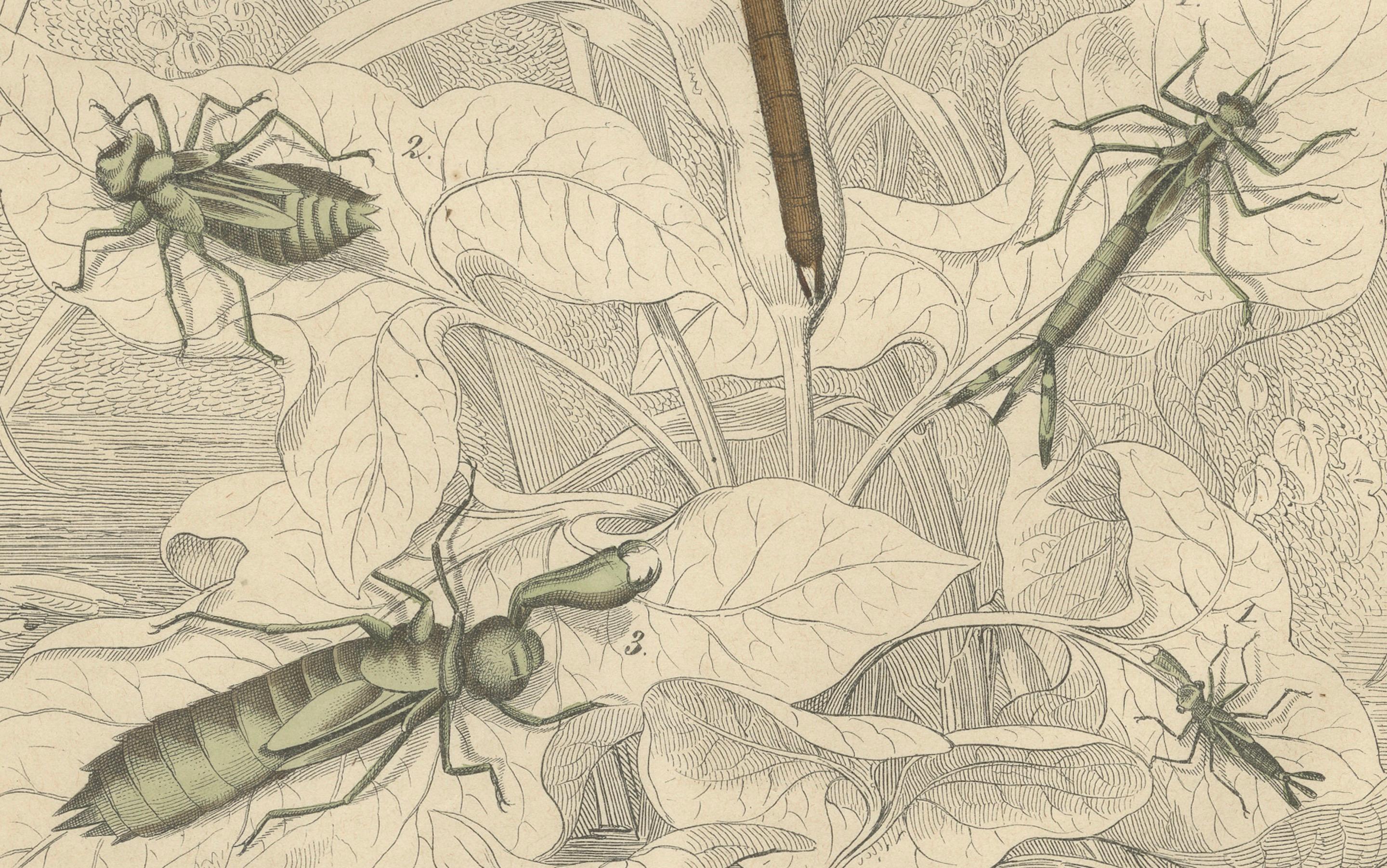 Titel: 1849 Handkolorierte Lithographie von Libellen und Nymphenstadien - Eine Studie in Entomologie  

Beschreibung: Diese aufwendige handkolorierte Lithografie aus dem Jahr 1849 zeigt verschiedene Libellenarten und ihre Lebensstadien,