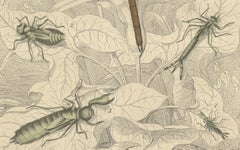1853 Hand-Colored Litho of Dragonflies and Nymph Stages – A Study in Entomology