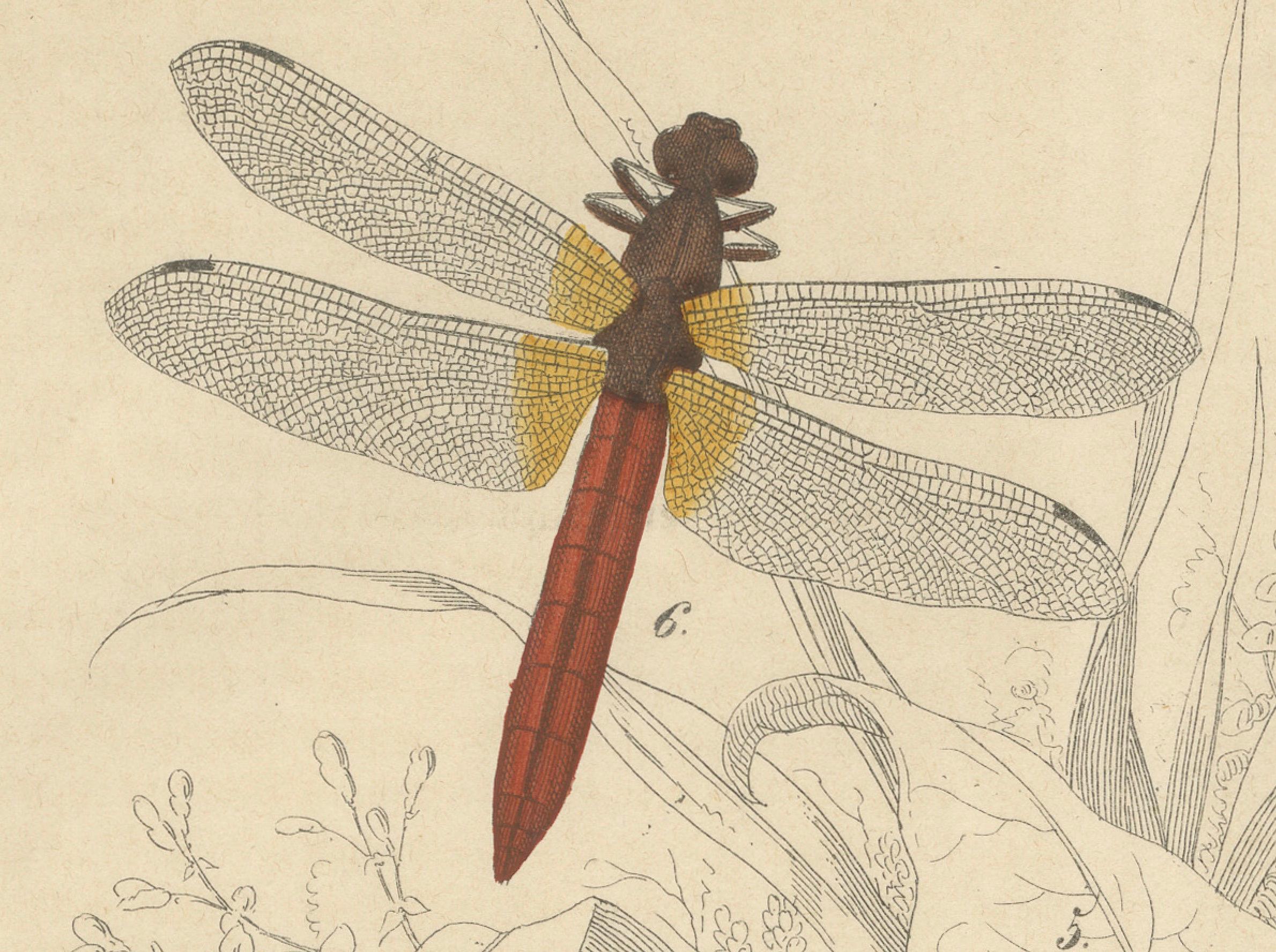 1853 Handkolorierte Litho von Libellen und Nymphenstadien - Eine Studie in Entomologie im Zustand „Gut“ im Angebot in Langweer, NL