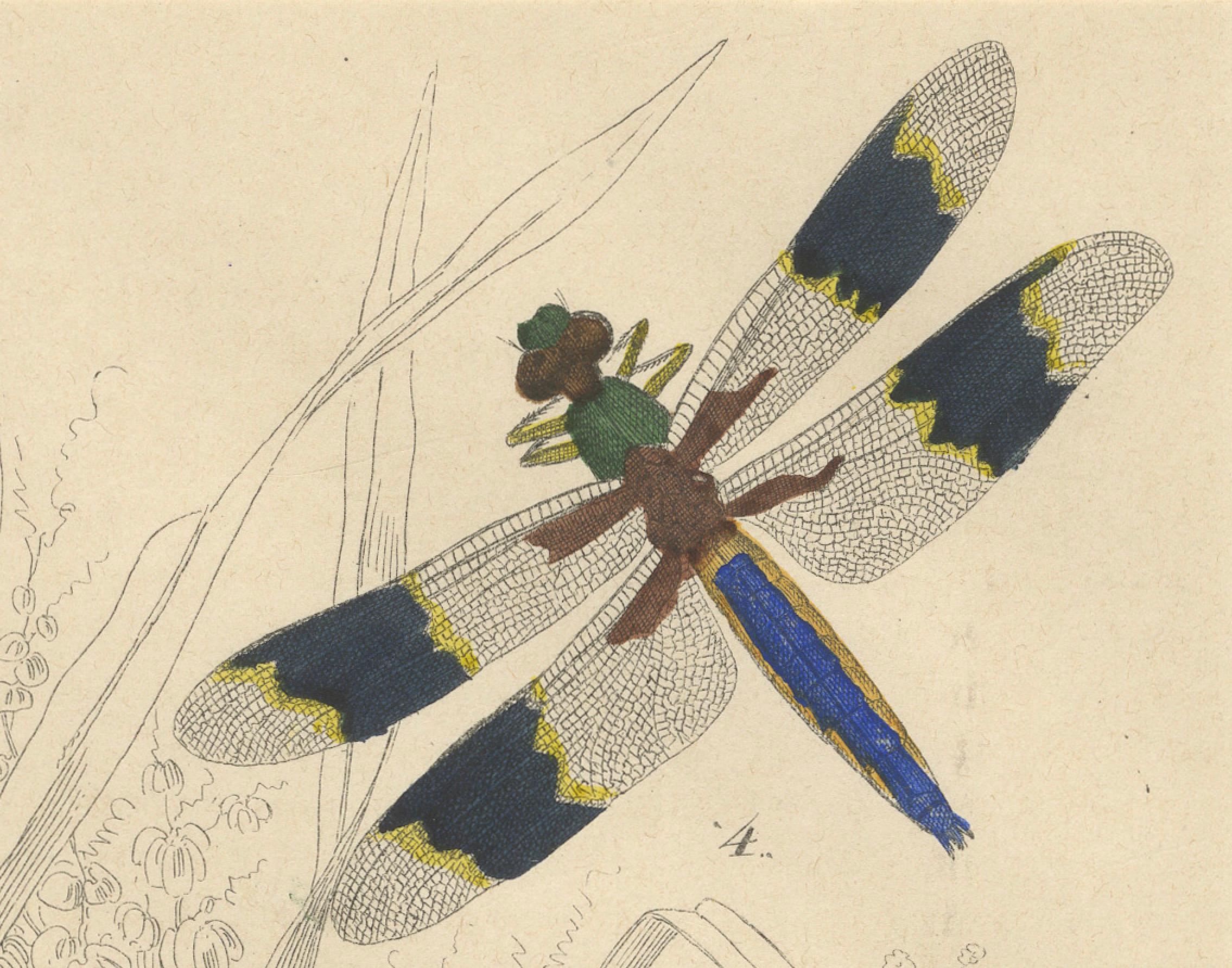 1853 Handkolorierte Litho von Libellen und Nymphenstadien - Eine Studie in Entomologie (Mittleres 19. Jahrhundert) im Angebot