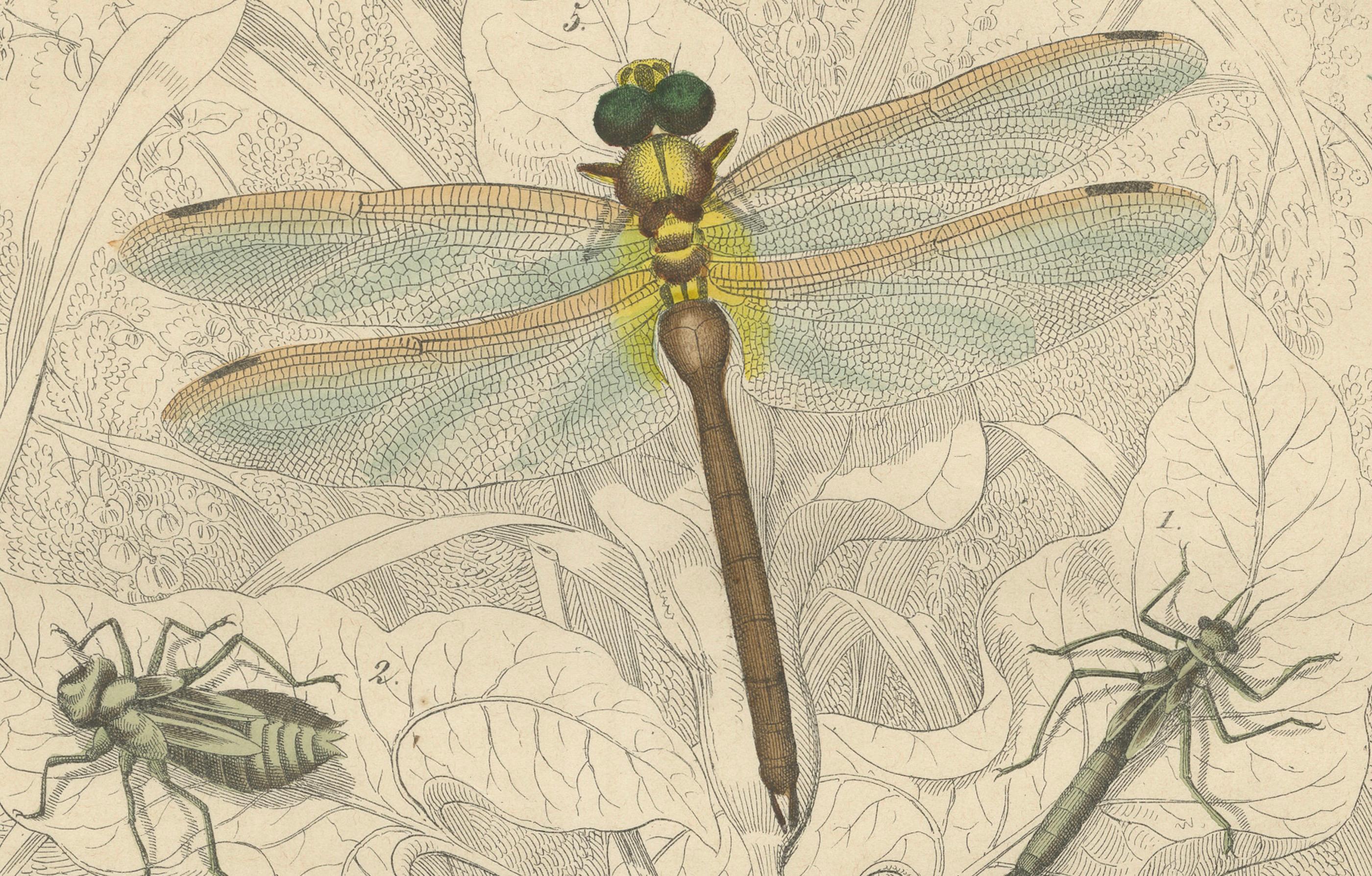 1853 Handkolorierte Litho von Libellen und Nymphenstadien - Eine Studie in Entomologie (Papier) im Angebot