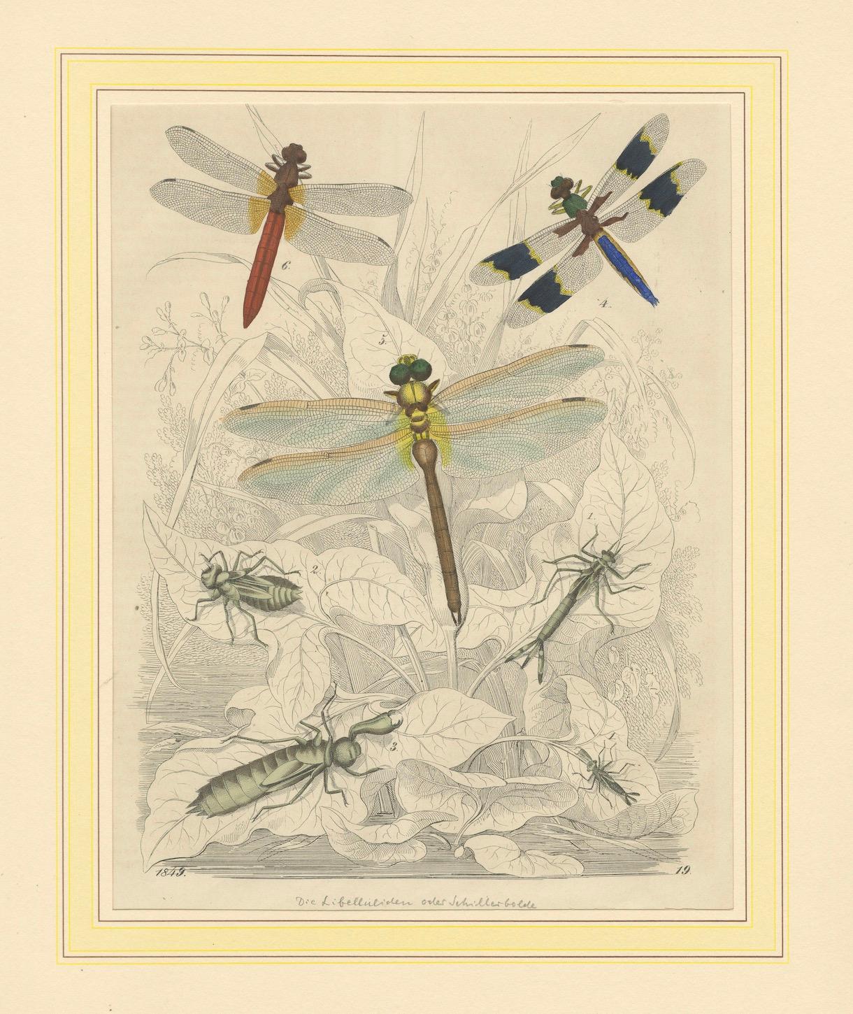 1853 Handkolorierte Litho von Libellen und Nymphenstadien - Eine Studie in Entomologie im Angebot 1