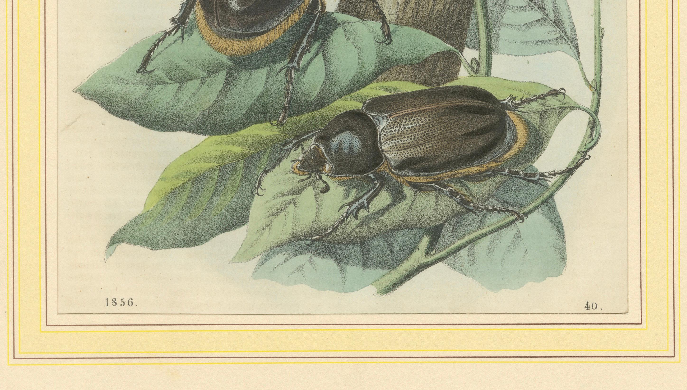 1856 Handkolorierte Lithographie von Nashornkäfern - Naturgeschichtliche Illustration von exotischen Coleoptera

Diese Illustration zeigt Nashornkäfer, wahrscheinlich eine Art aus der Gattung *Dynastes* oder *Oryctes*, da der größere Käfer ein