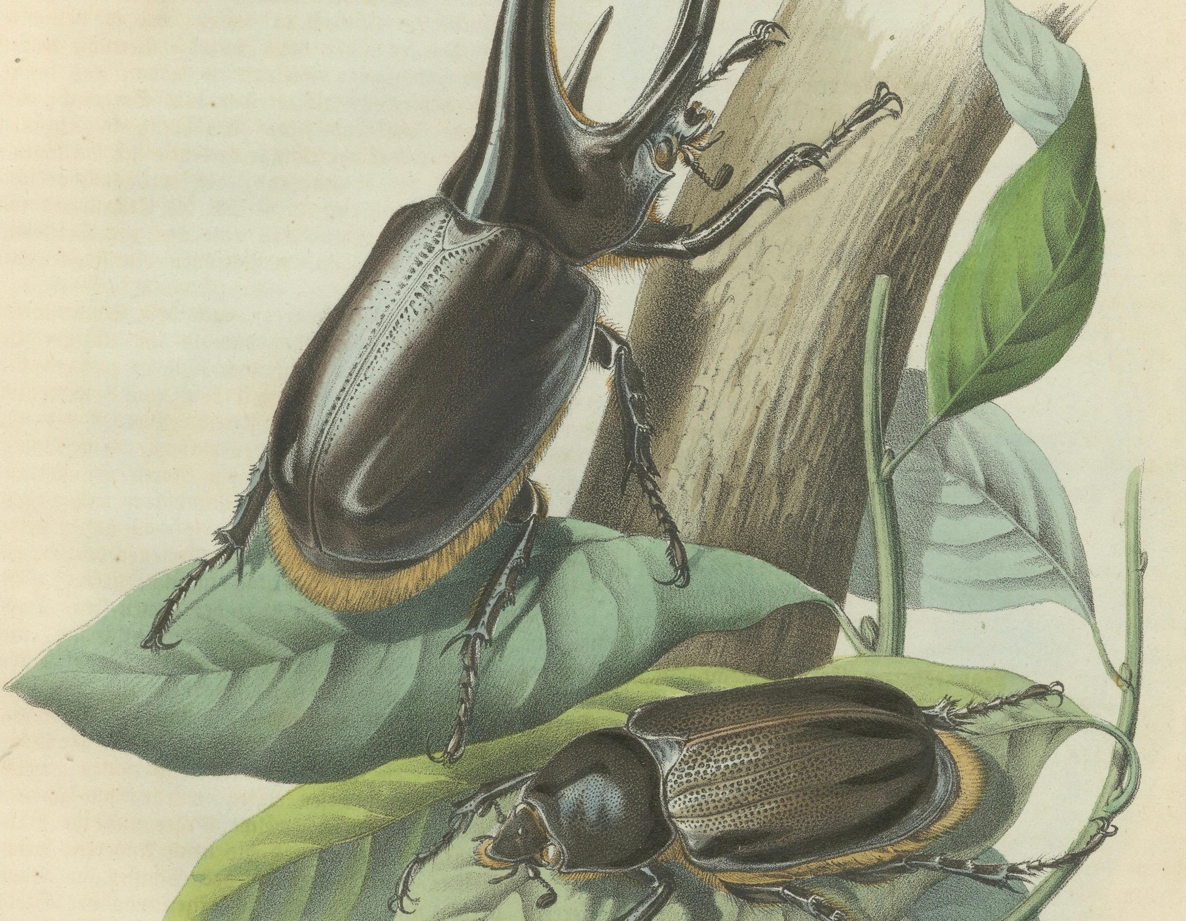 1856 Handkolorierte Lithographie von Nashornkäfern - Exotische Coleoptera im Zustand „Gut“ im Angebot in Langweer, NL