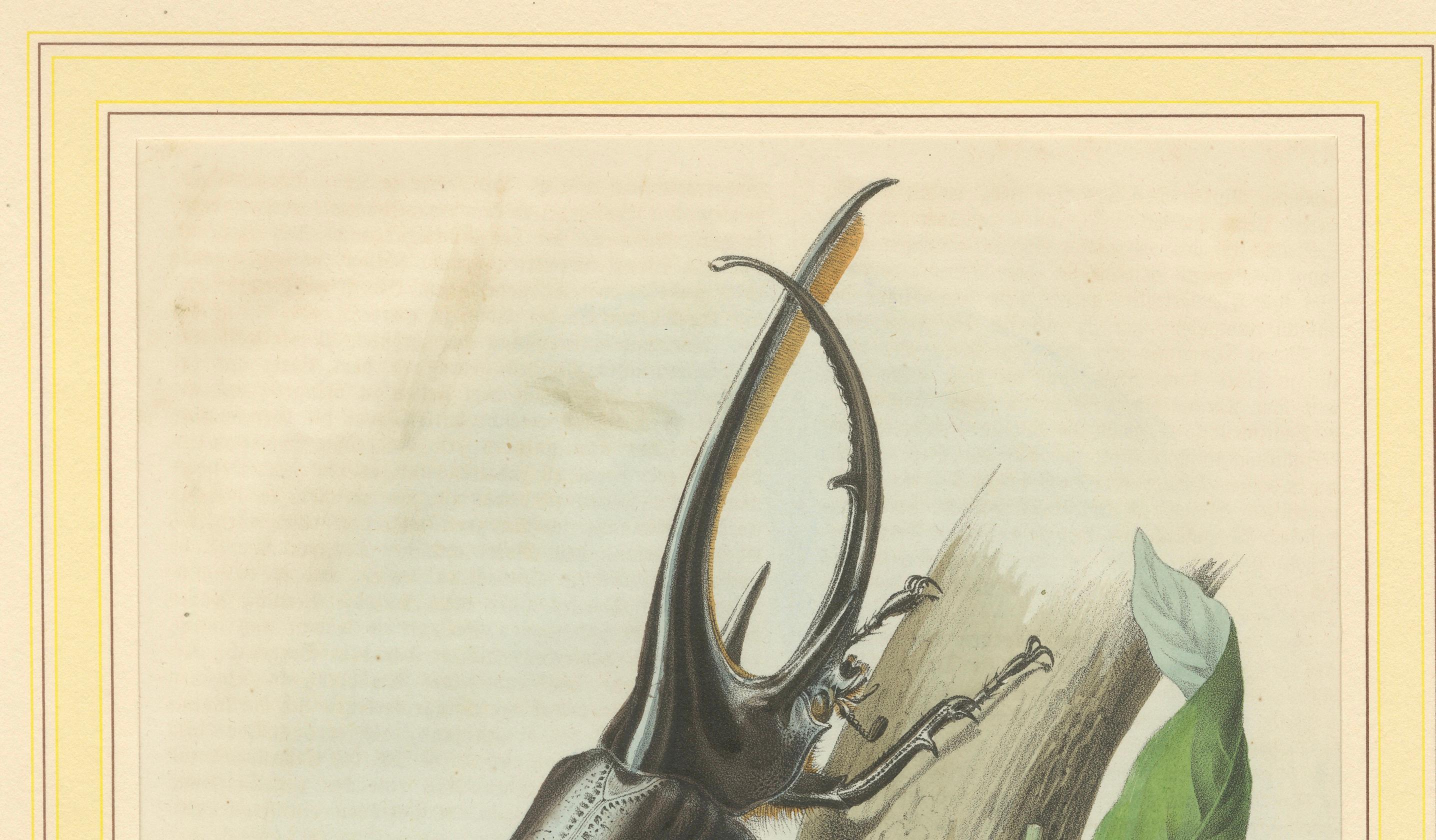 1856 Handkolorierte Lithographie von Nashornkäfern - Exotische Coleoptera (Mittleres 19. Jahrhundert) im Angebot