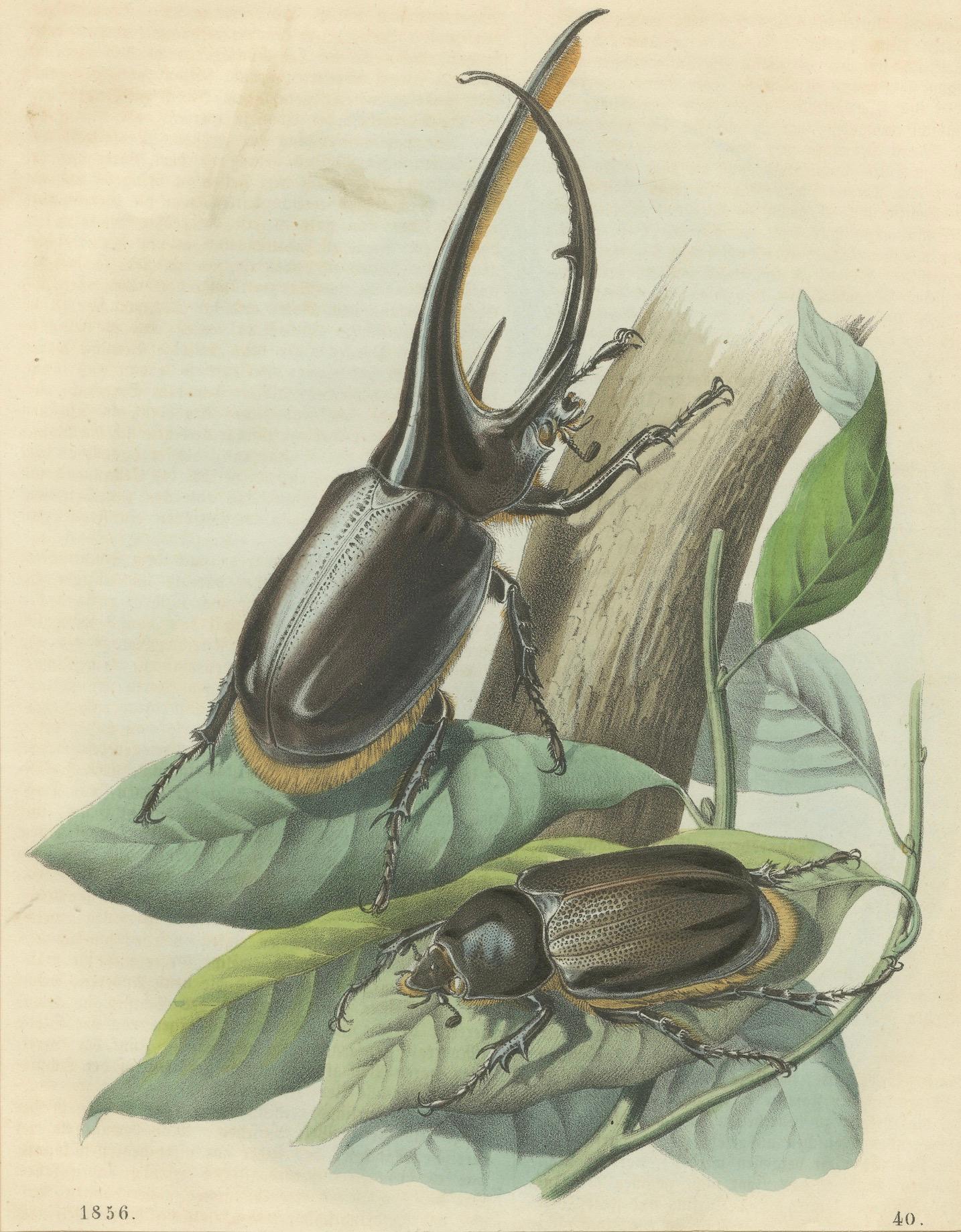 1856 Handkolorierte Lithographie von Nashornkäfern - Exotische Coleoptera (Papier) im Angebot