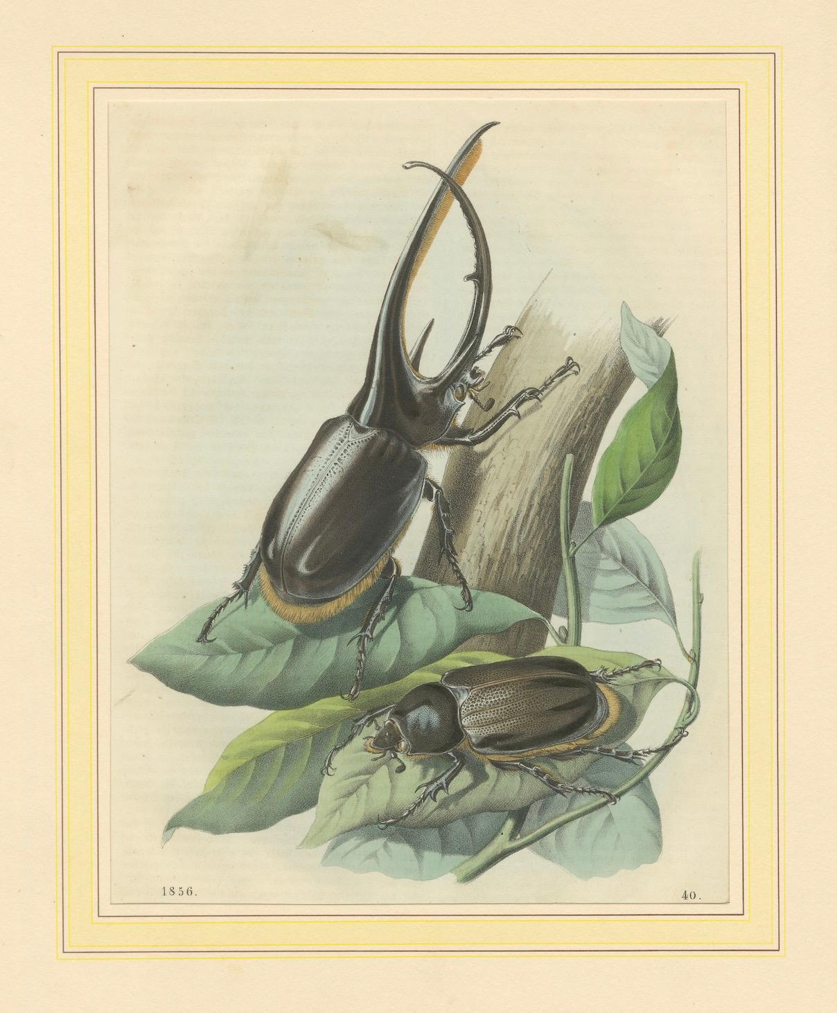 1856 Handkolorierte Lithographie von Nashornkäfern - Exotische Coleoptera im Angebot 1