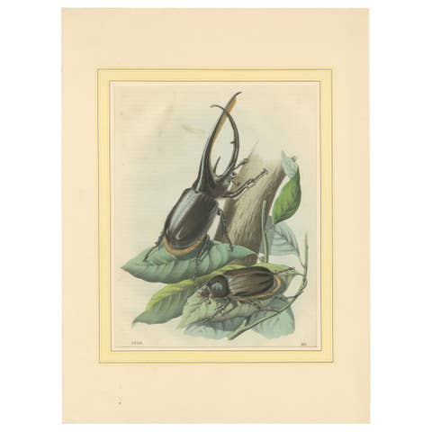 1856 Hand-Colored Lithograph of Rhinoceros Beetles – Exotic Coleoptera