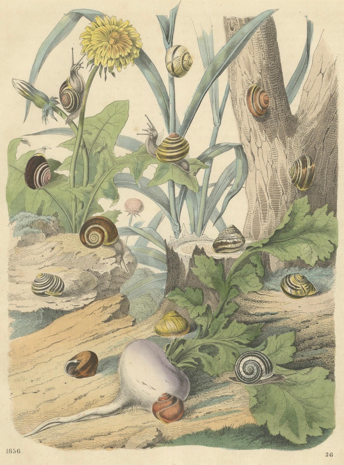 1856 Hand-Colored Lithograph of Snails in a Natural Habitat – A Stunning Study of Terrestrial Gastropods and Flora

Description: This exquisite hand-colored lithograph, dated 1856, presents a vibrant and detailed depiction of various snail species