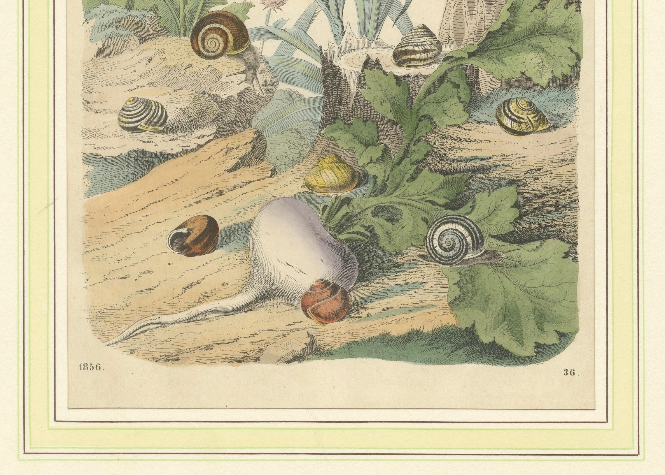 1856 Hand-Colored Lithograph of Snails in a Natural Habitat In Good Condition For Sale In Langweer, NL