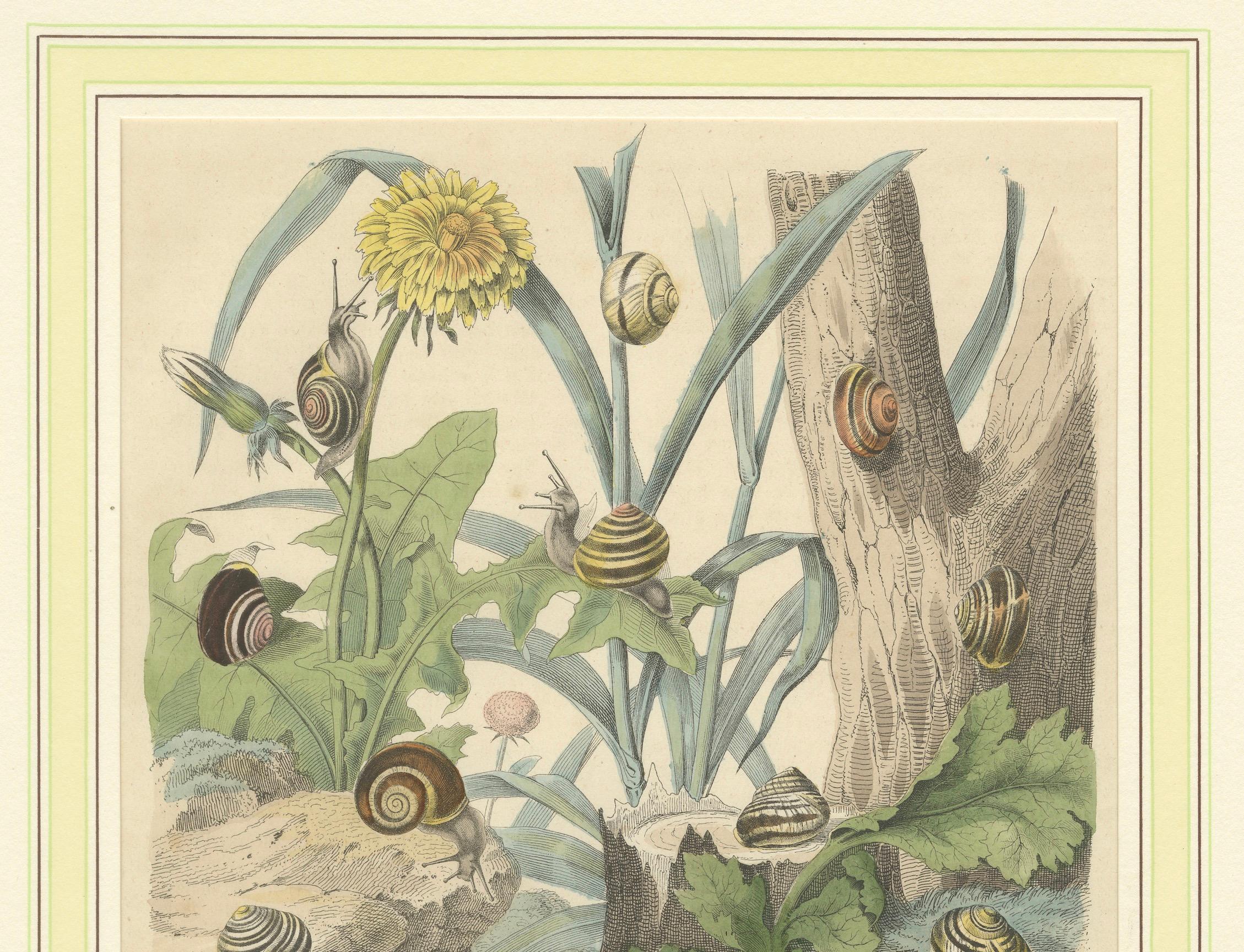 Mid-19th Century 1856 Hand-Colored Lithograph of Snails in a Natural Habitat For Sale