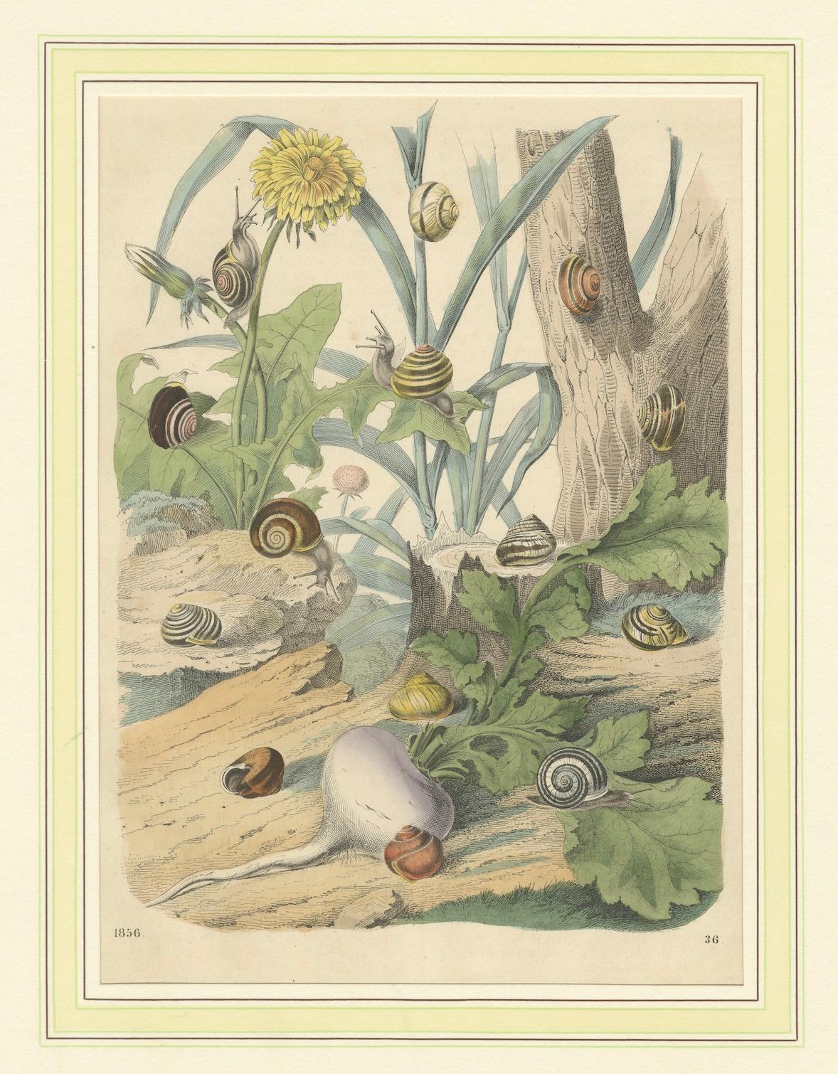Paper 1856 Hand-Colored Lithograph of Snails in a Natural Habitat For Sale