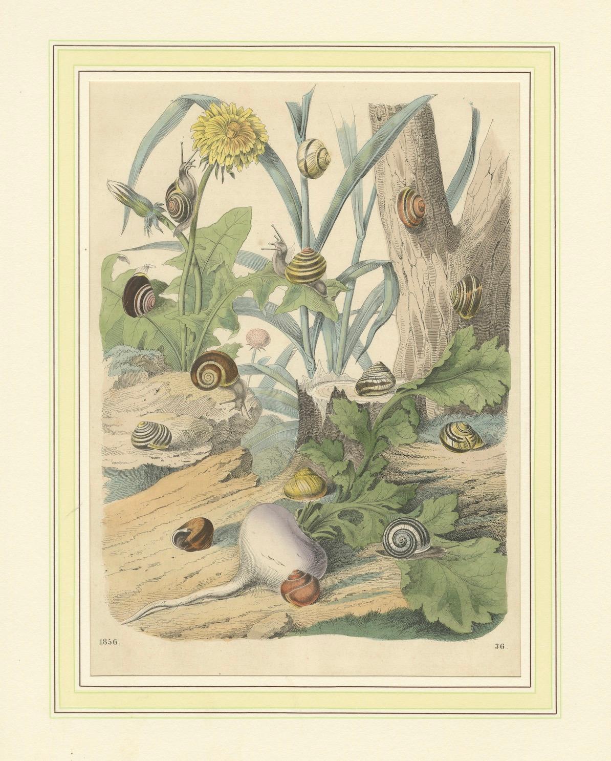 1856 Hand-Colored Lithograph of Snails in a Natural Habitat For Sale 1