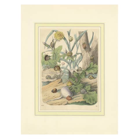 1856 Hand-Colored Lithograph of Snails in a Natural Habitat