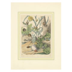 1856 Hand-Colored Lithograph of Snails in a Natural Habitat