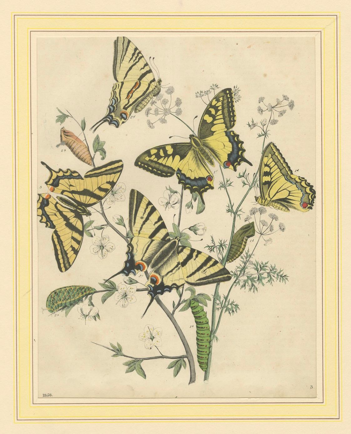 Title: 1856 Hand-Colored Lithograph of Swallowtail Butterflies and Caterpillars – A Masterpiece of Natural History Art  

Description:  This enchanting hand-colored lithograph from 1850 features several species of swallowtail butterflies, likely