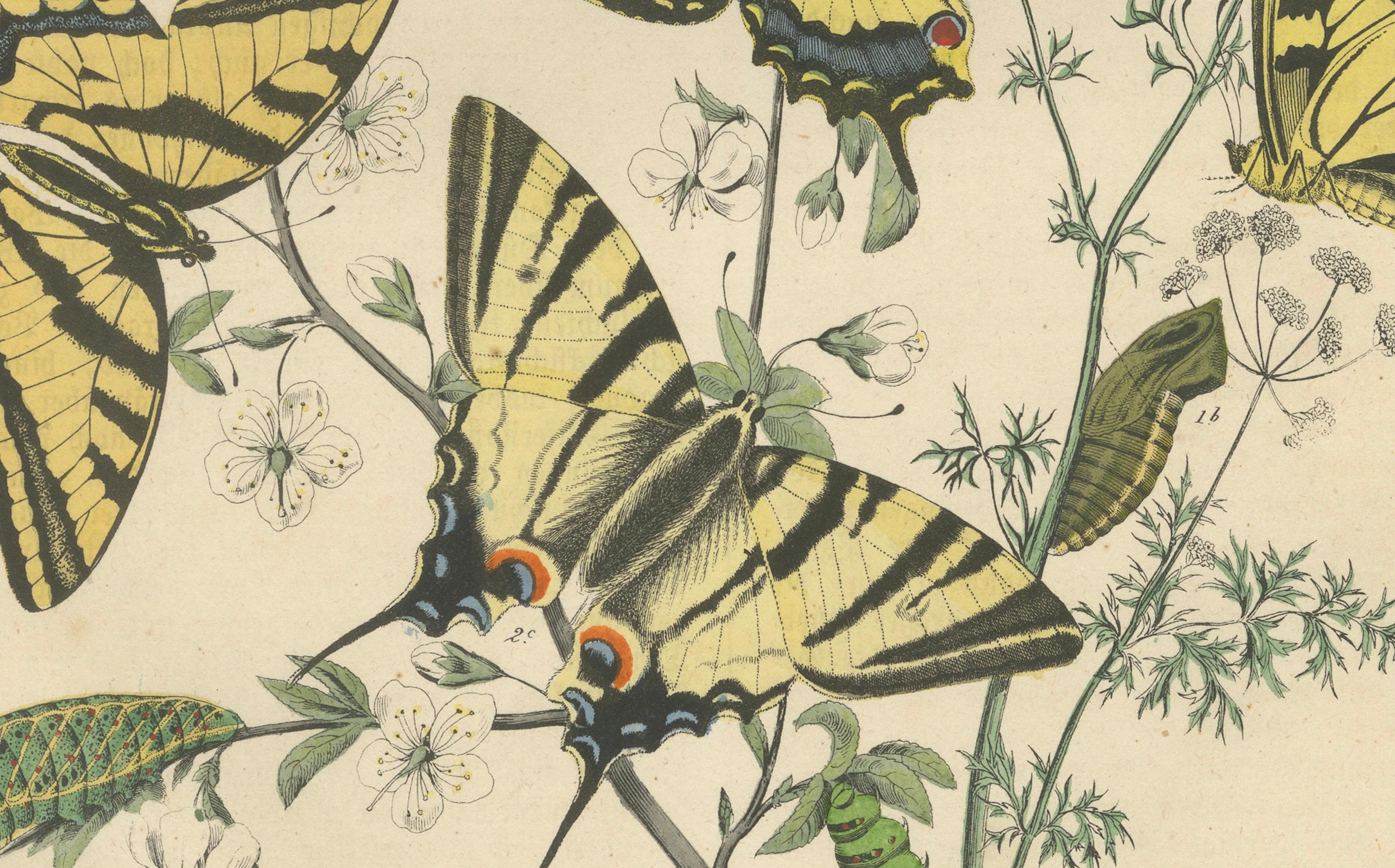 1856 Hand-Colored Lithograph of Swallowtail Butterflies and Caterpillars In Good Condition For Sale In Langweer, NL