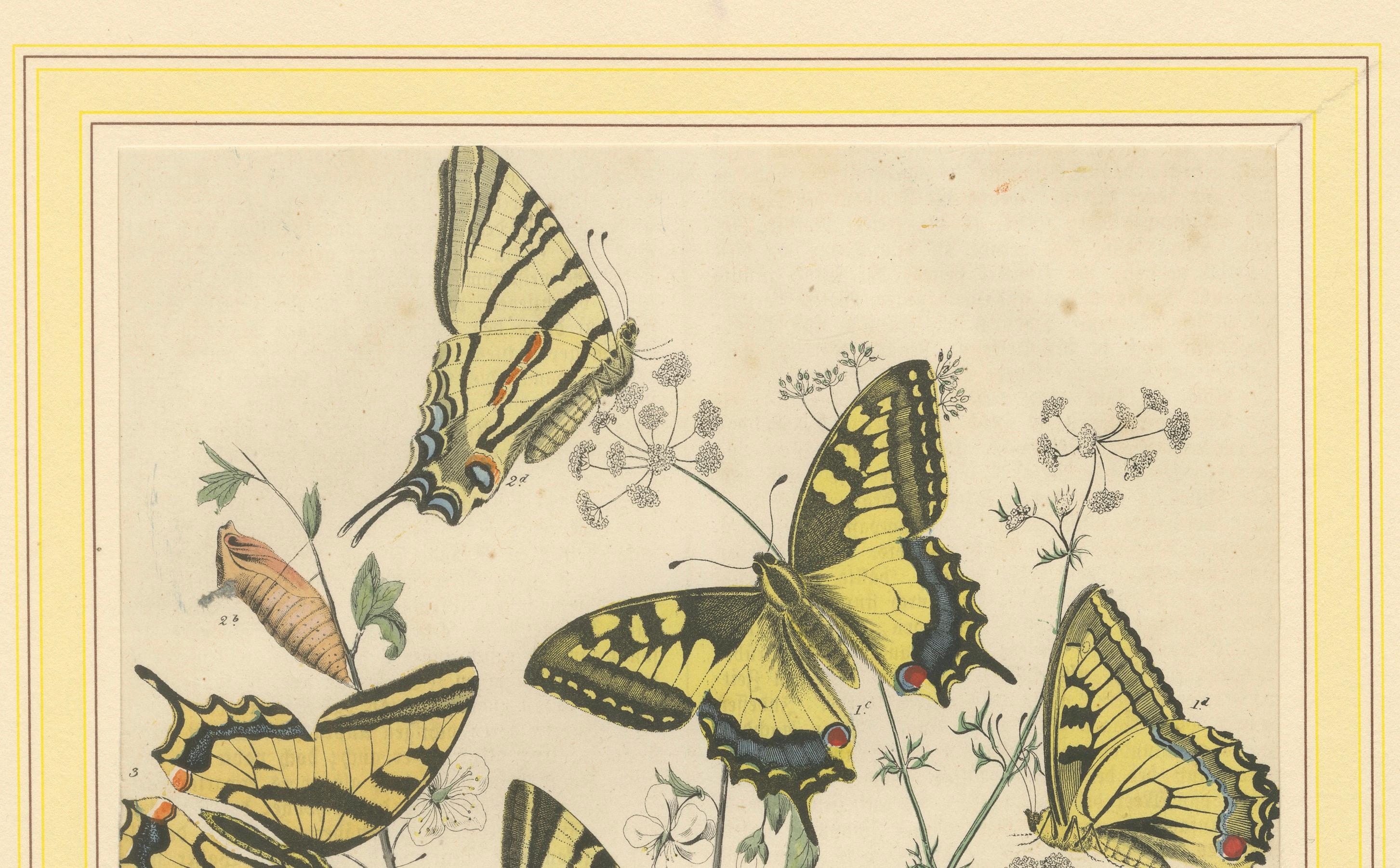 Mid-19th Century 1856 Hand-Colored Lithograph of Swallowtail Butterflies and Caterpillars For Sale