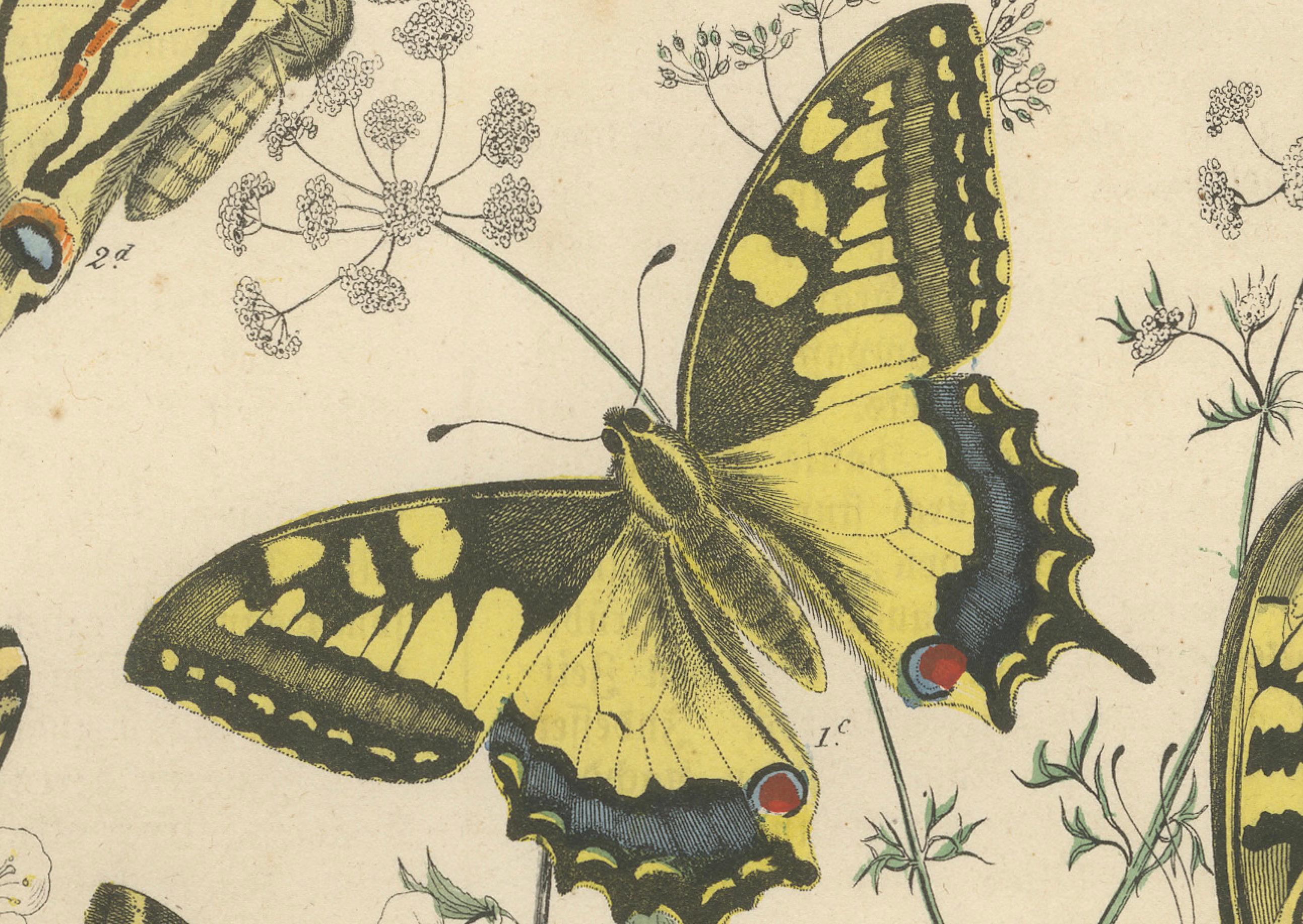 1856 Hand-Colored Lithograph of Swallowtail Butterflies and Caterpillars For Sale 1