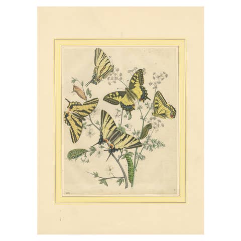1856 Hand-Colored Lithograph of Swallowtail Butterflies and Caterpillars