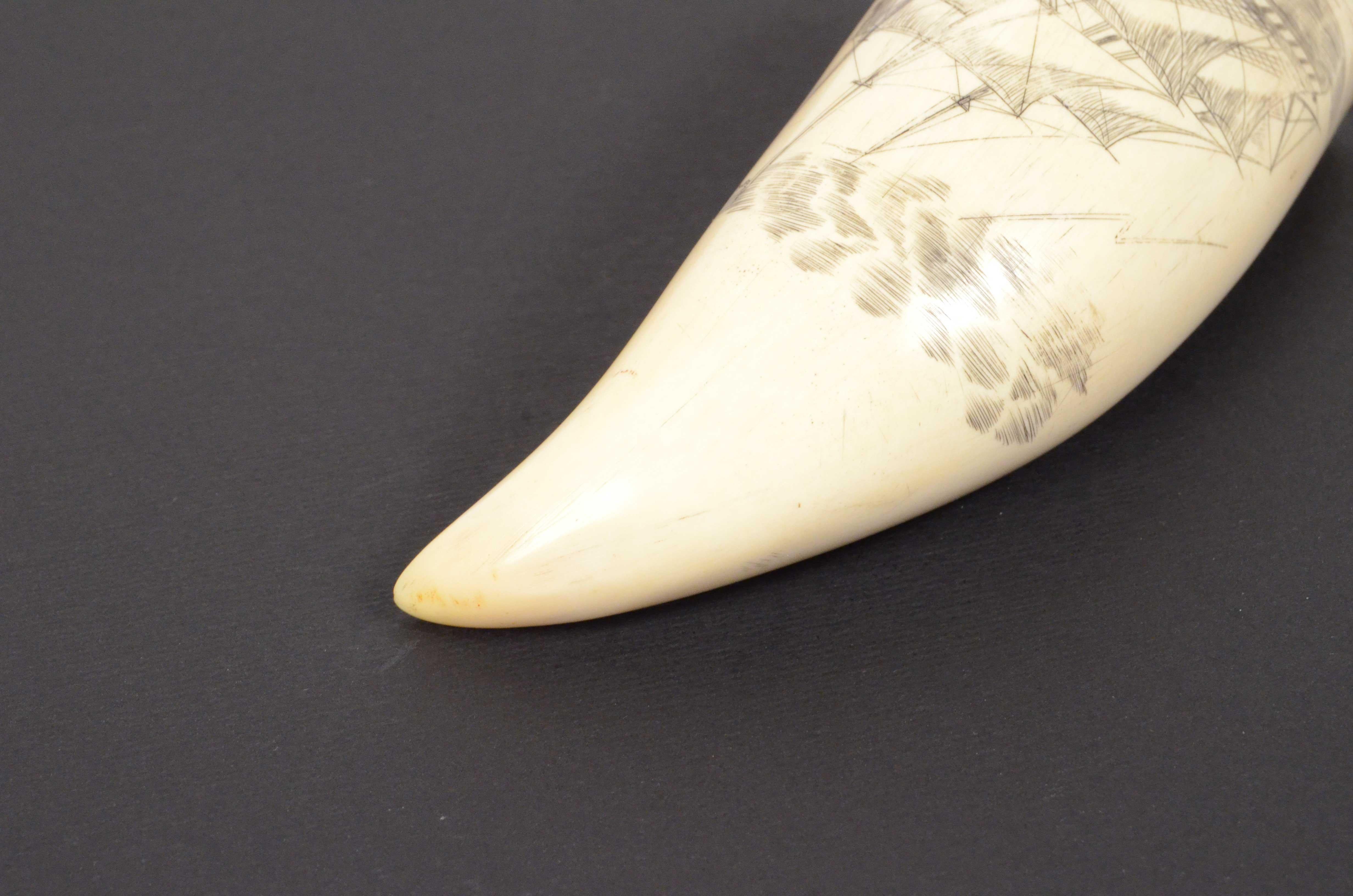 1856s Vertical Engraved Scrimshaw of a Whale Tooth Antique Nautical Workmanship 5