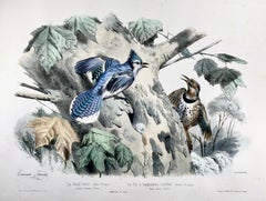 1857 Ed Travies, Le Geai bleu, Le Pic, Ornithology
