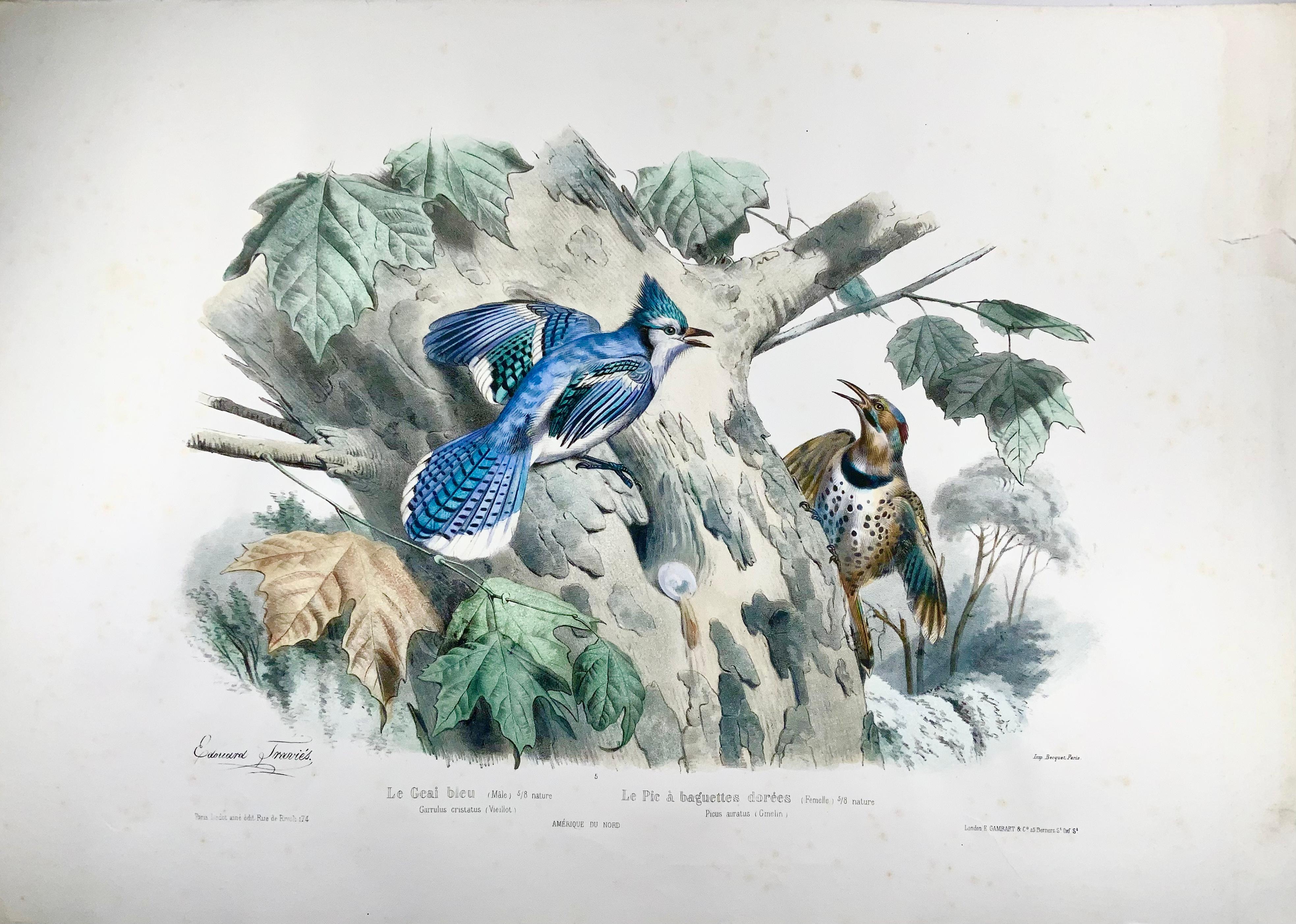 Swiss 1857 Ed Travies, Le Geai bleu, Le Pic, Ornithology For Sale