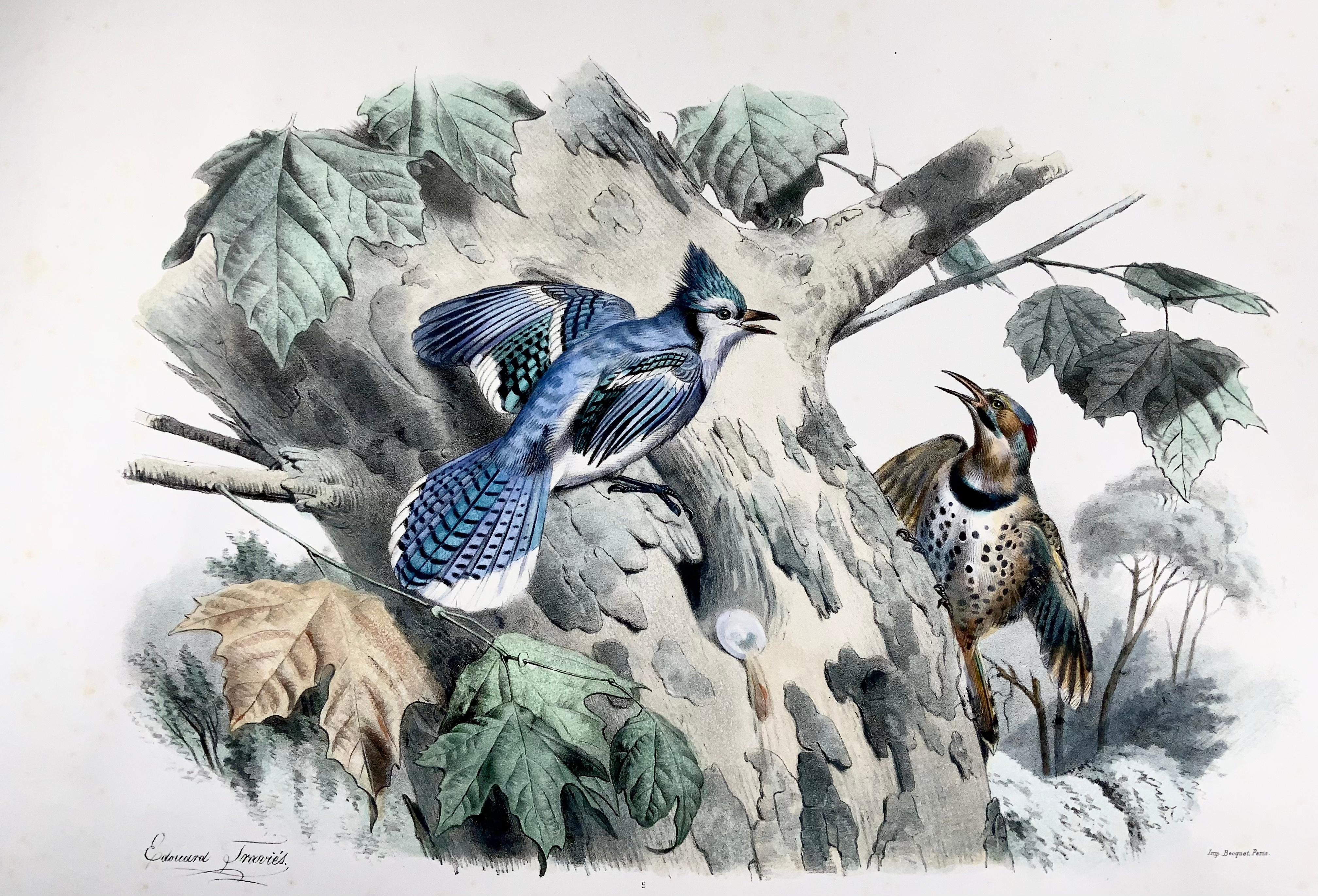 Hand-Painted 1857 Ed Travies, Le Geai bleu, Le Pic, Ornithology For Sale