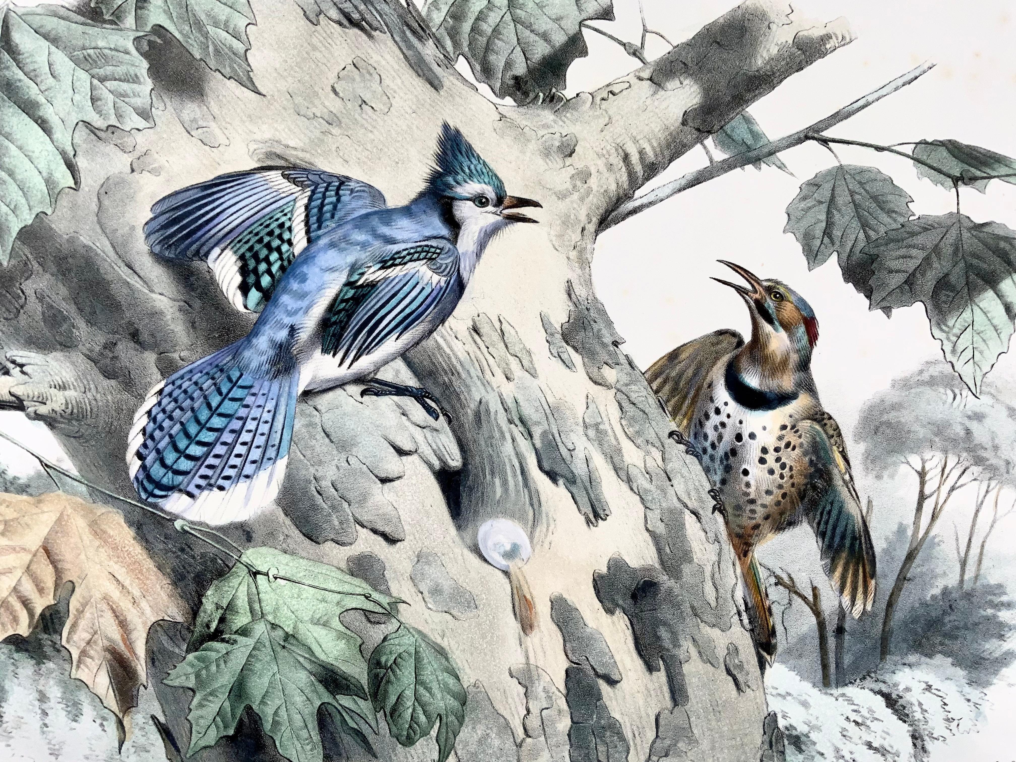 Mid-19th Century 1857 Ed Travies, Le Geai bleu, Le Pic, Ornithology For Sale