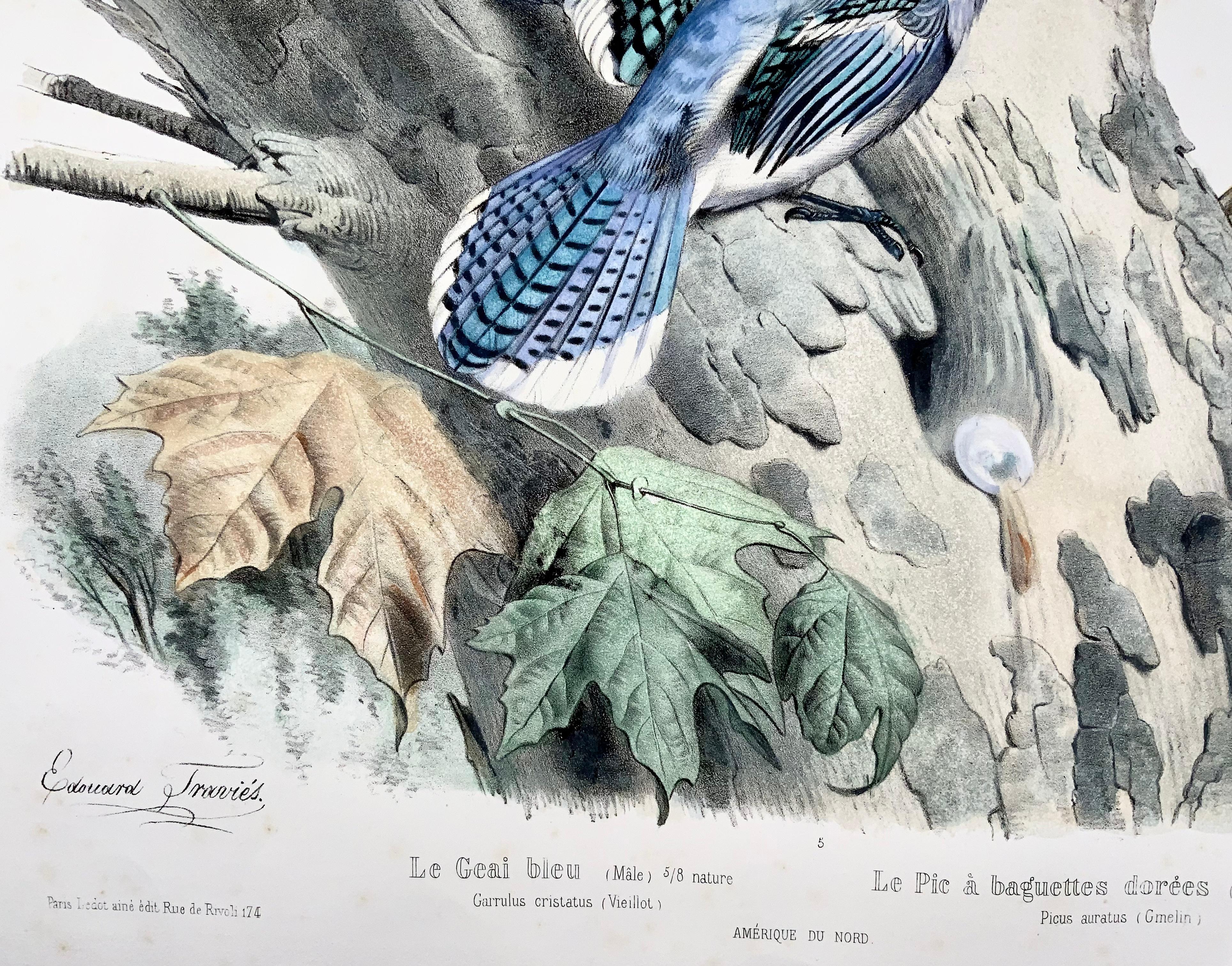 Paper 1857 Ed Travies, Le Geai bleu, Le Pic, Ornithology For Sale