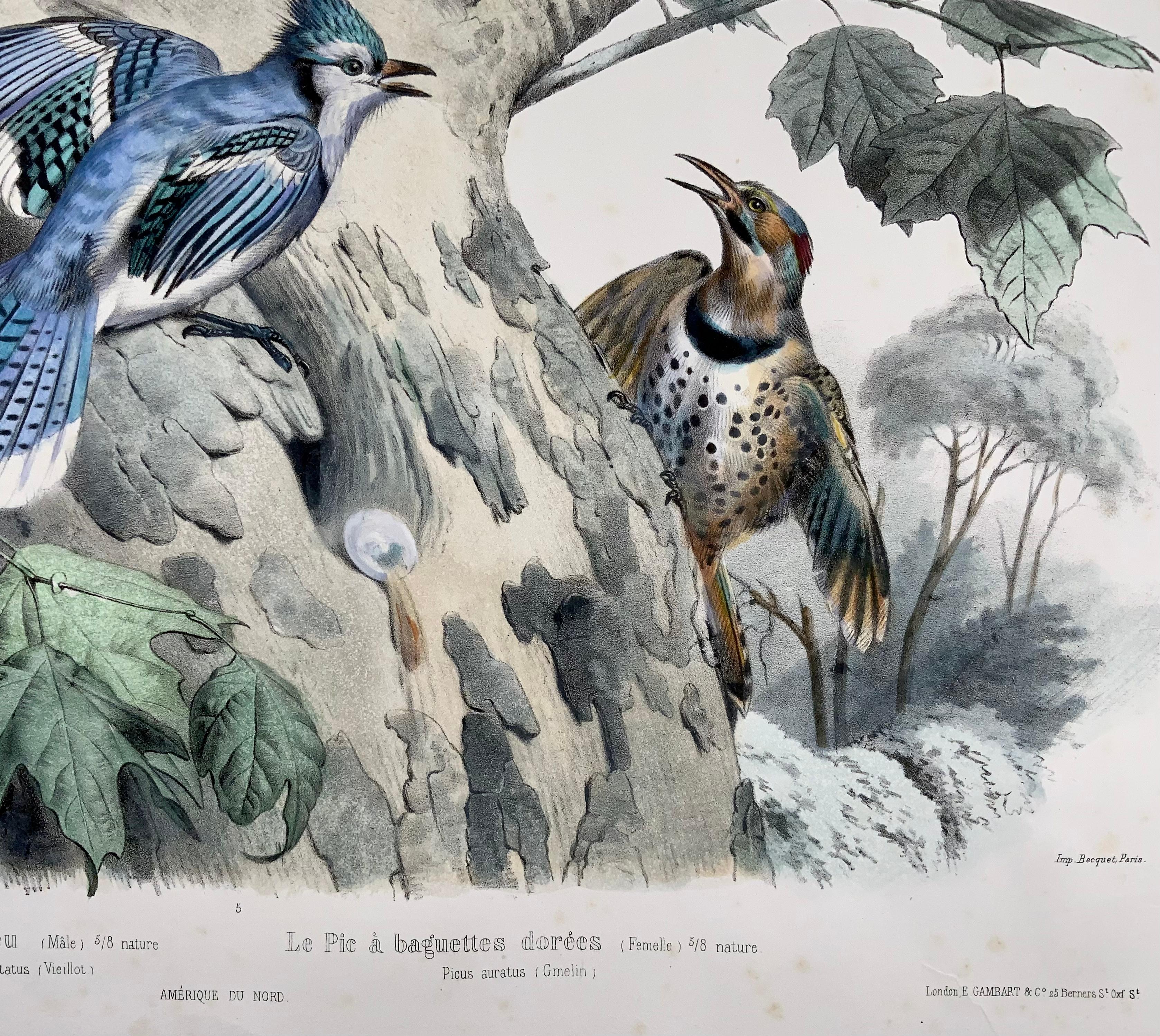 1857 Ed Travies, Le Geai bleu, Le Pic, Ornithology For Sale 1