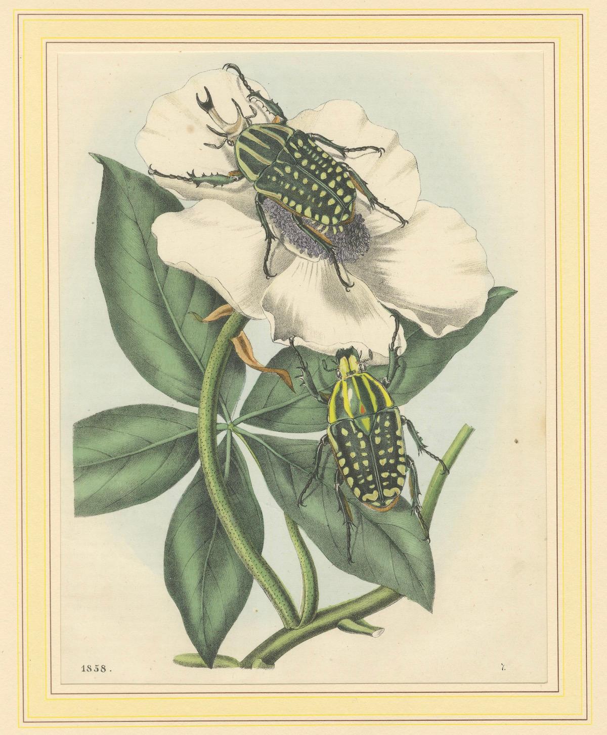1858 Hand-Colored Lithograph of Flower Beetles on a Blossom – Elegant Natural History Illustration

This illustration depicts two vividly colored beetles, likely representing species from the 'Goliathus' or 'Pachnoda' genus, commonly known as flower