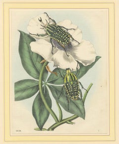 1858 Hand-Colored Lithograph of Flower Beetles on a Blossom