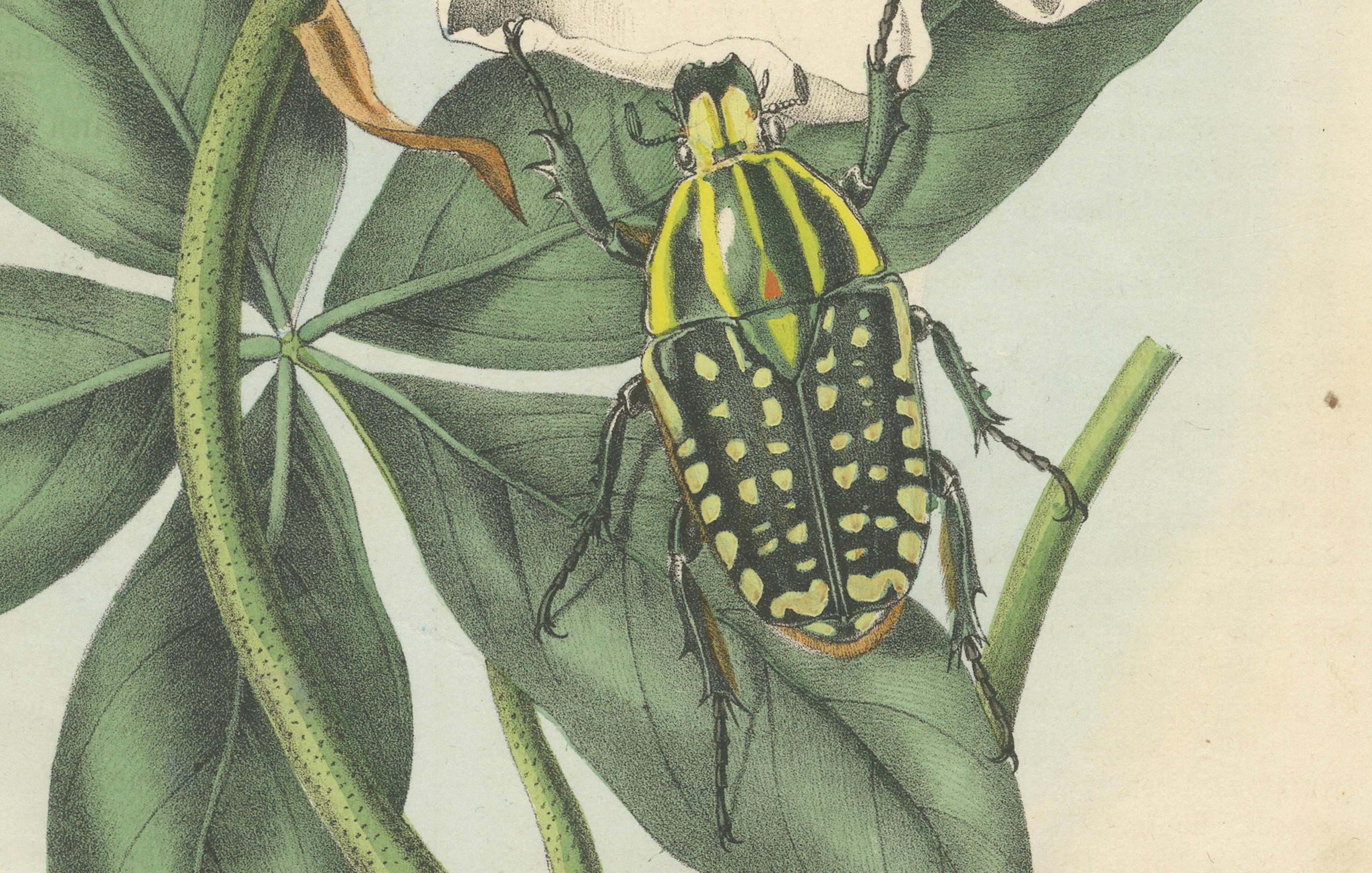 1858 Hand-Colored Lithograph of Flower Beetles on a Blossom In Good Condition For Sale In Langweer, NL