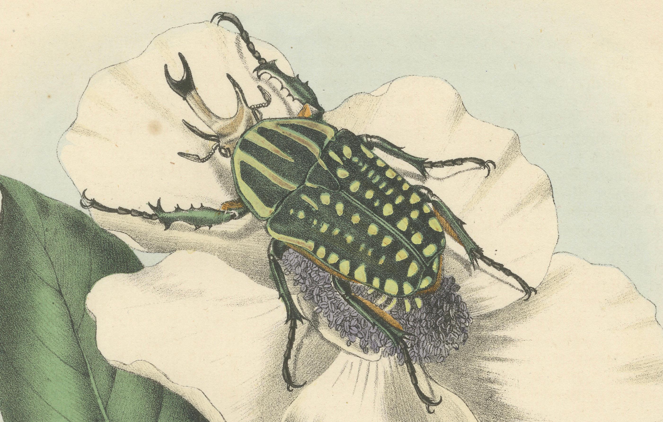 Mid-19th Century 1858 Hand-Colored Lithograph of Flower Beetles on a Blossom For Sale