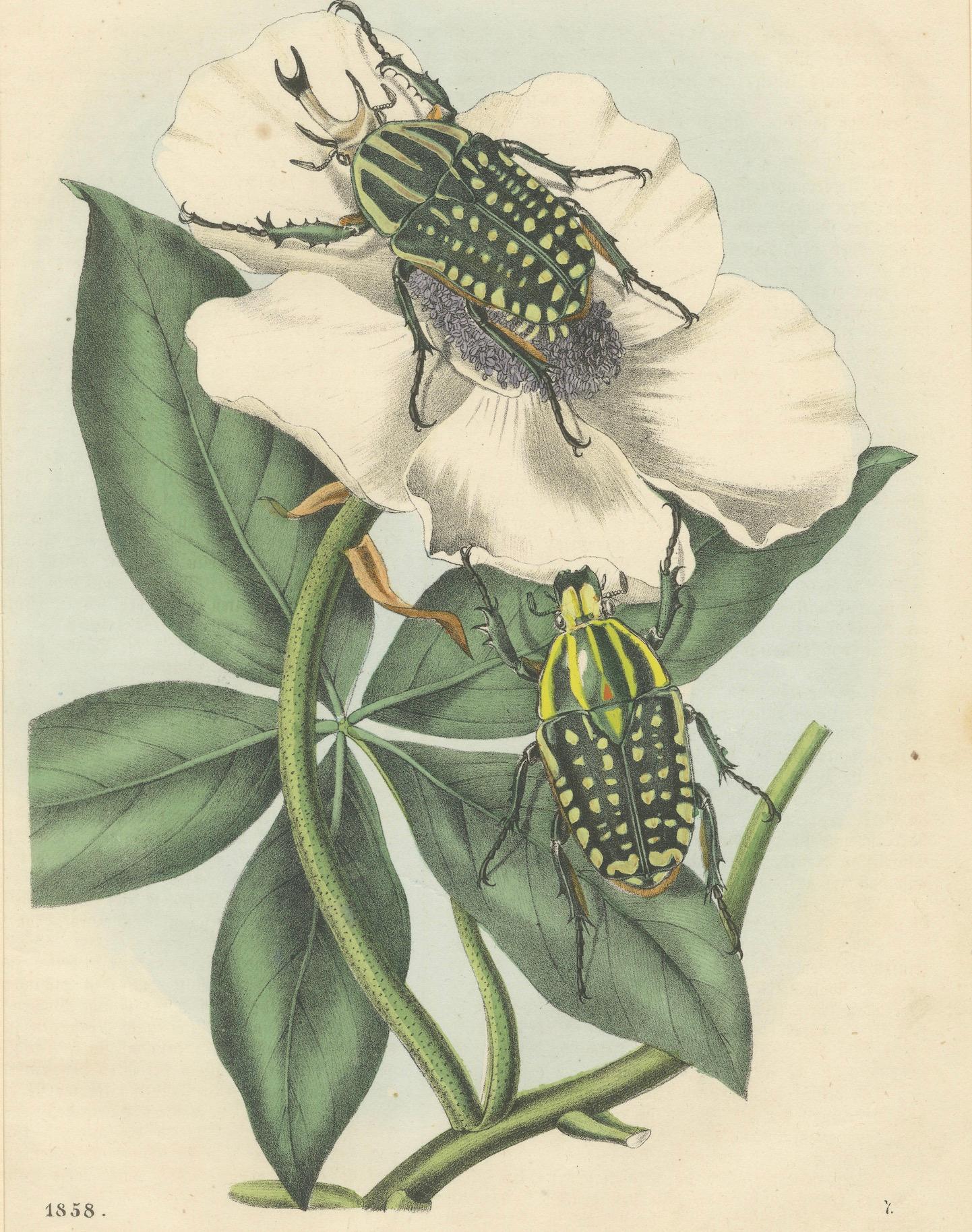 Paper 1858 Hand-Colored Lithograph of Flower Beetles on a Blossom For Sale