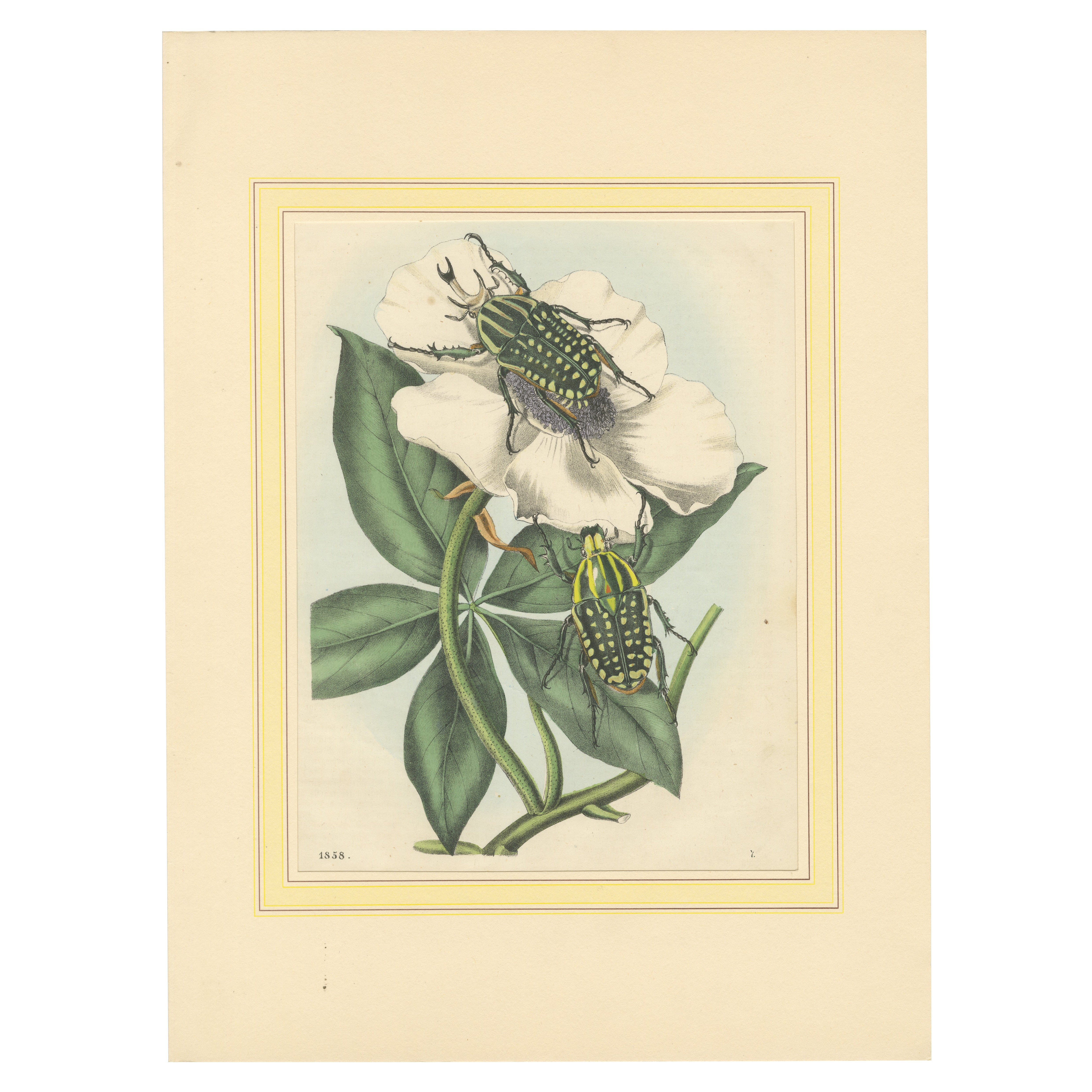 1858 Hand-Colored Lithograph of Flower Beetles on a Blossom