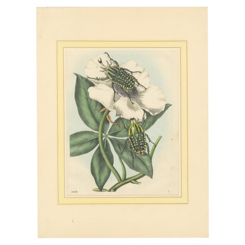 1858 Hand-Colored Lithograph of Flower Beetles on a Blossom